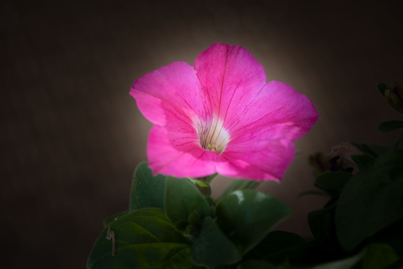 Nikon D750 sample photo. Blossom, bloom, pink photography