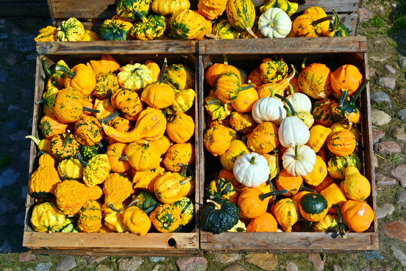 Nikon D5200 sample photo. Pumpkin, harvest time, sale photography
