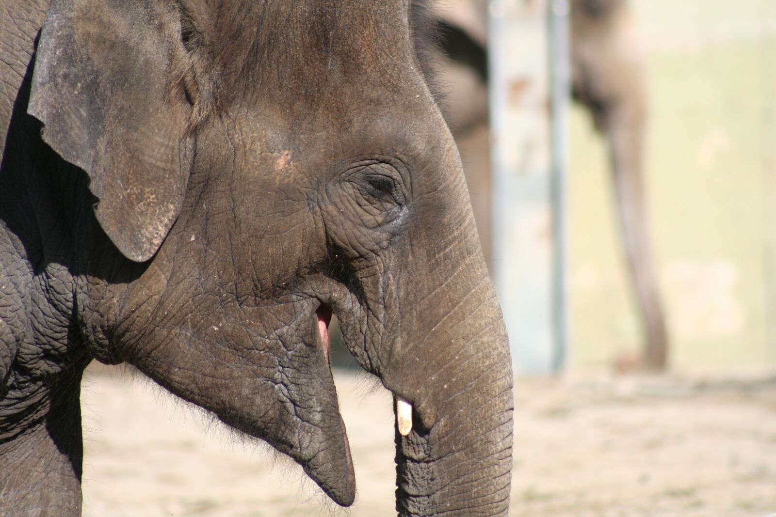 Canon EOS 350D (EOS Digital Rebel XT / EOS Kiss Digital N) sample photo. Elephant, proboscis, laugh photography