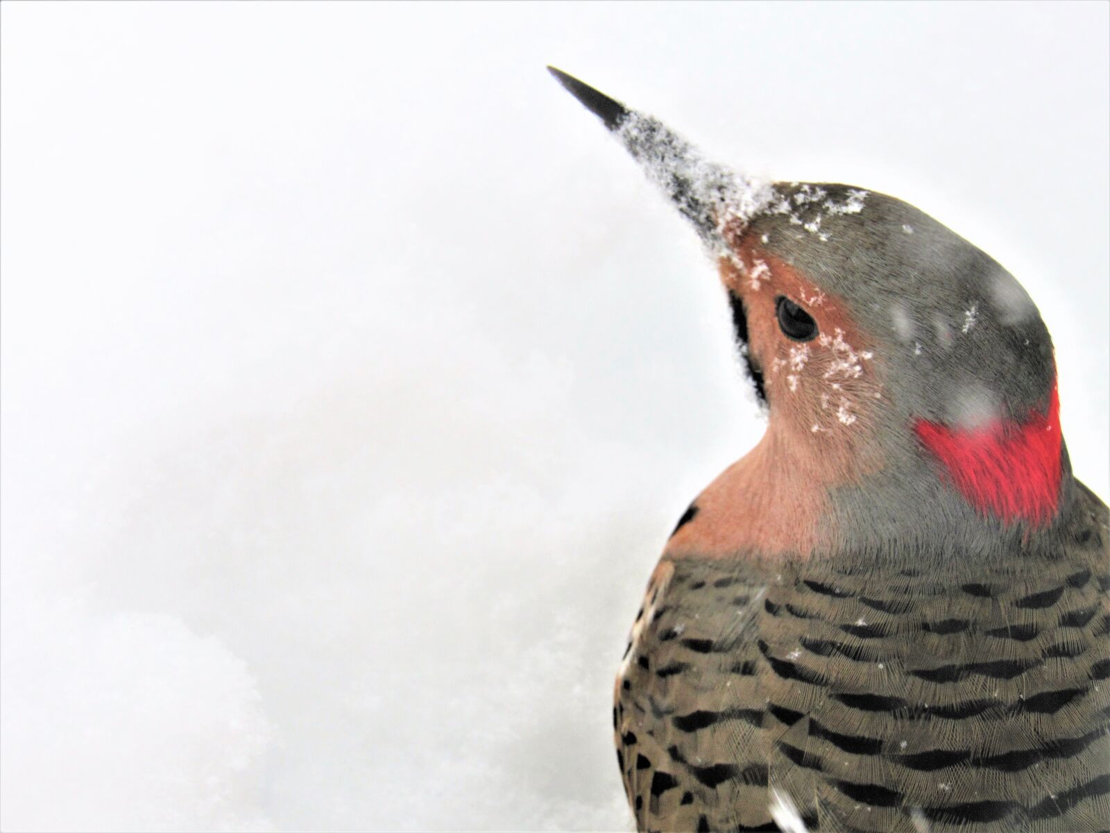 Canon PowerShot SX530 HS sample photo. Flicker woodpecker, woodpecker, flicker photography