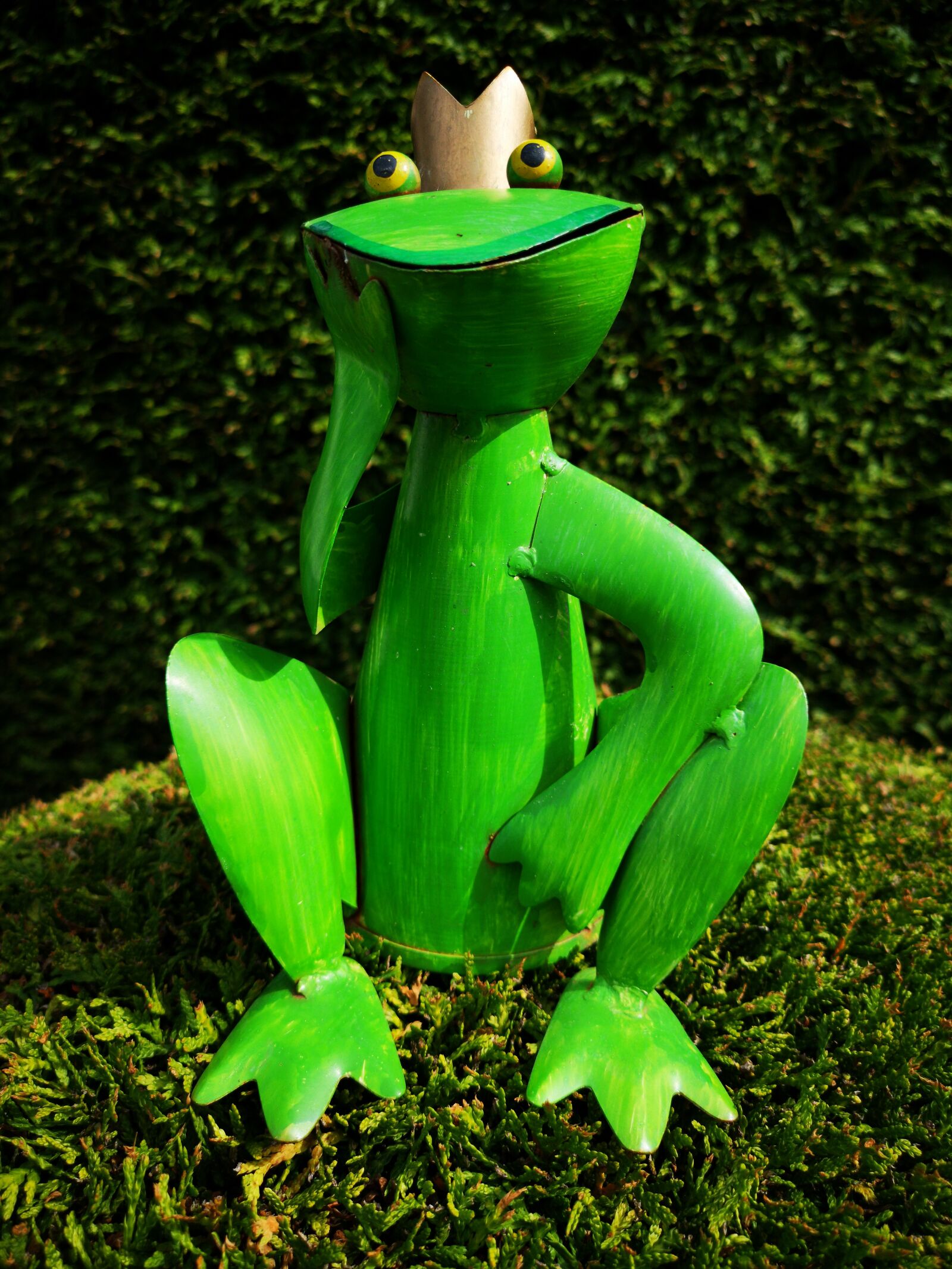 HUAWEI CLT-L09 sample photo. Frog, garden, nature photography