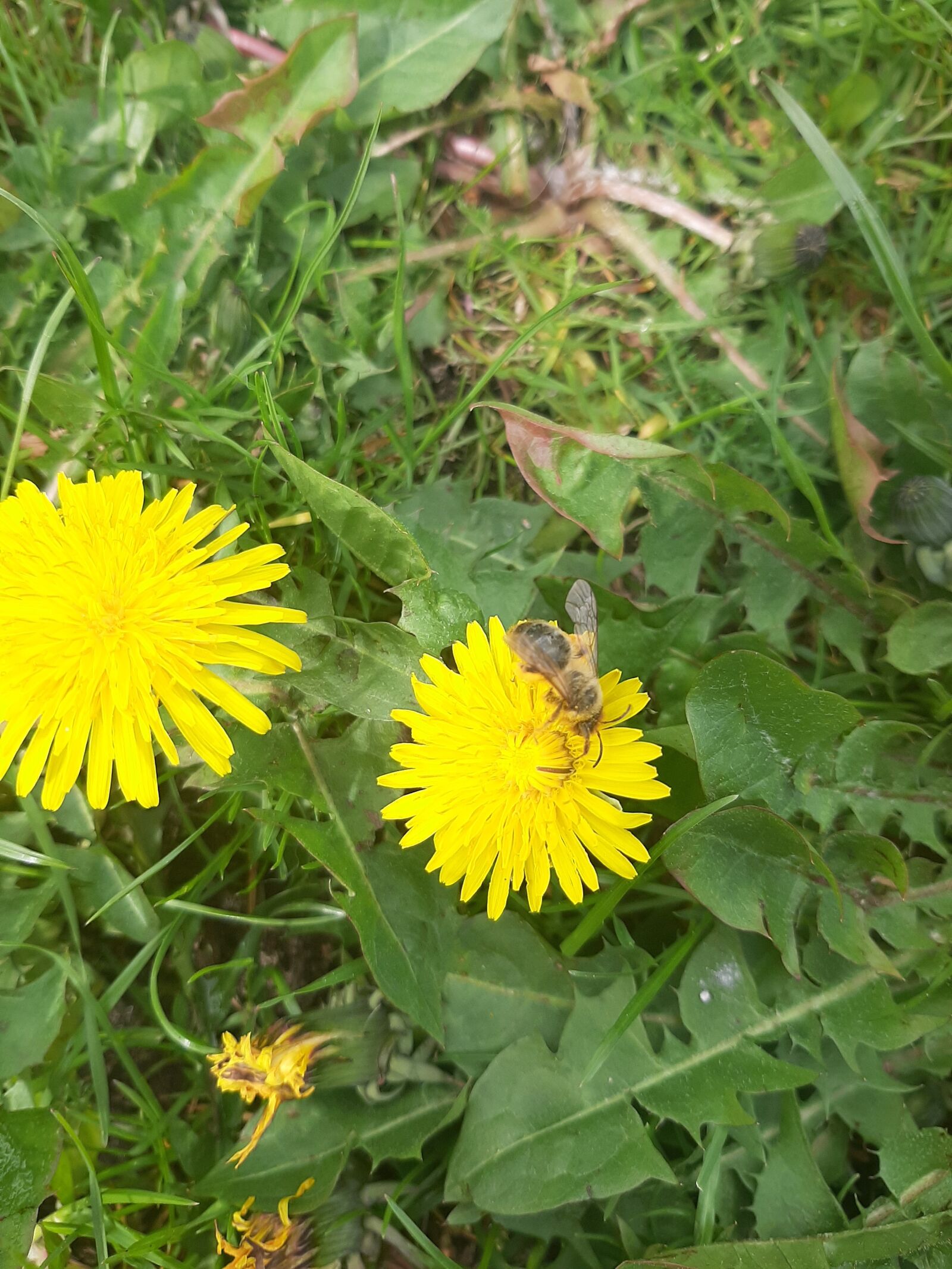 Samsung Galaxy A50 sample photo. Nuns, doctor's office, spring photography