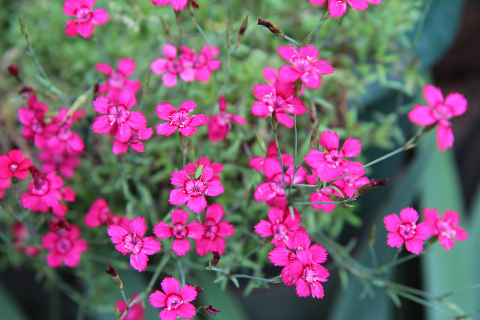 Canon EOS 600D (Rebel EOS T3i / EOS Kiss X5) sample photo. Eyelet, mini eyelets, flowering photography