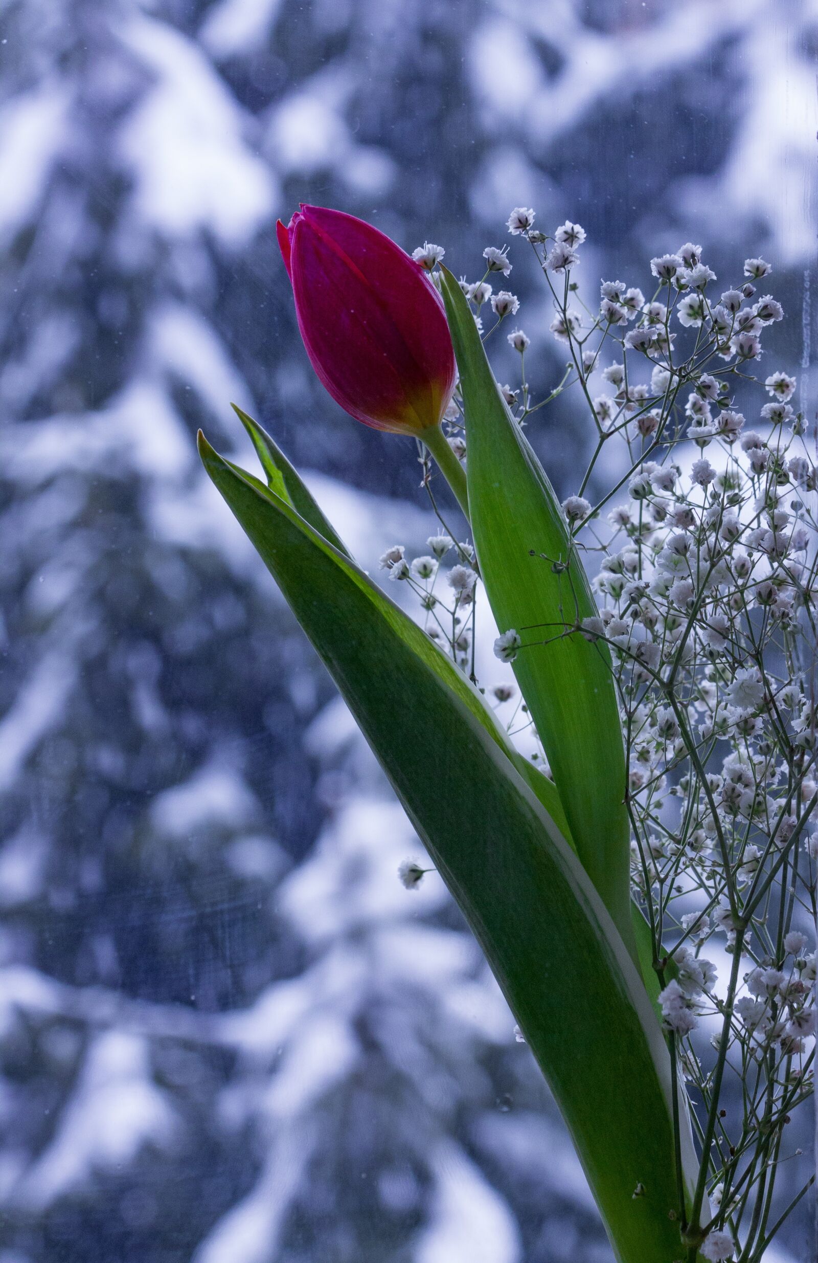 Canon EOS 1100D (EOS Rebel T3 / EOS Kiss X50) sample photo. Winter, snow, tulip photography