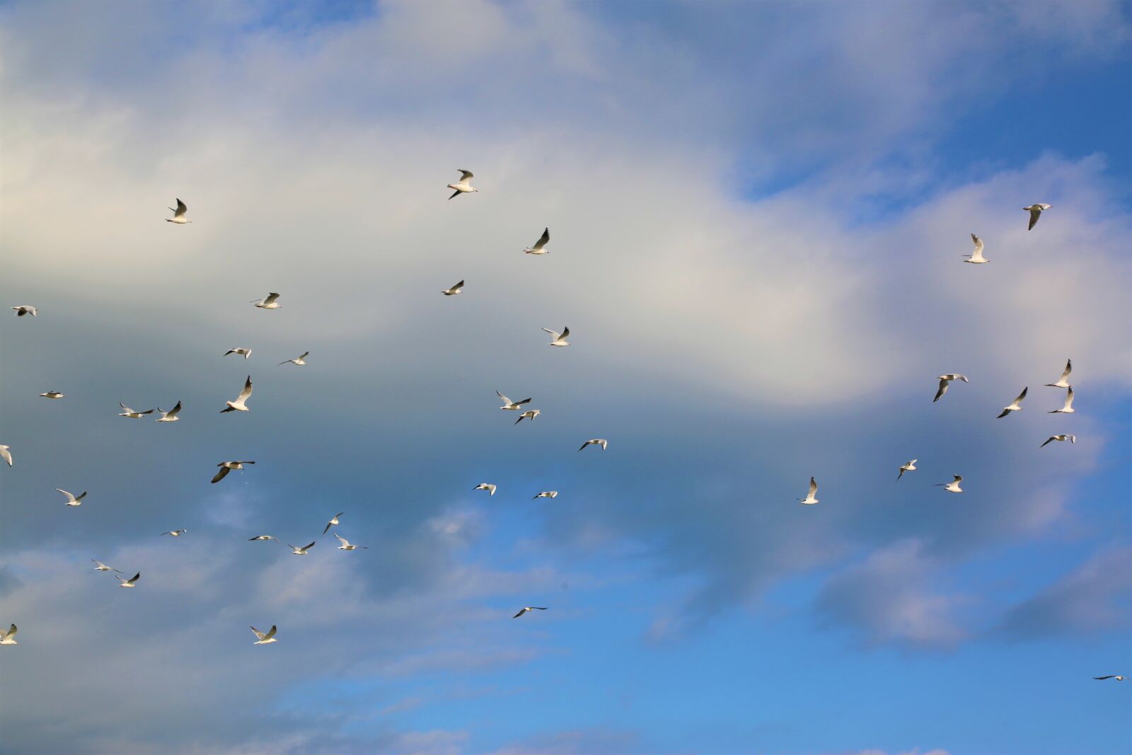 Canon EF 24-105mm F4L IS USM sample photo. Birds, sky, nature photography