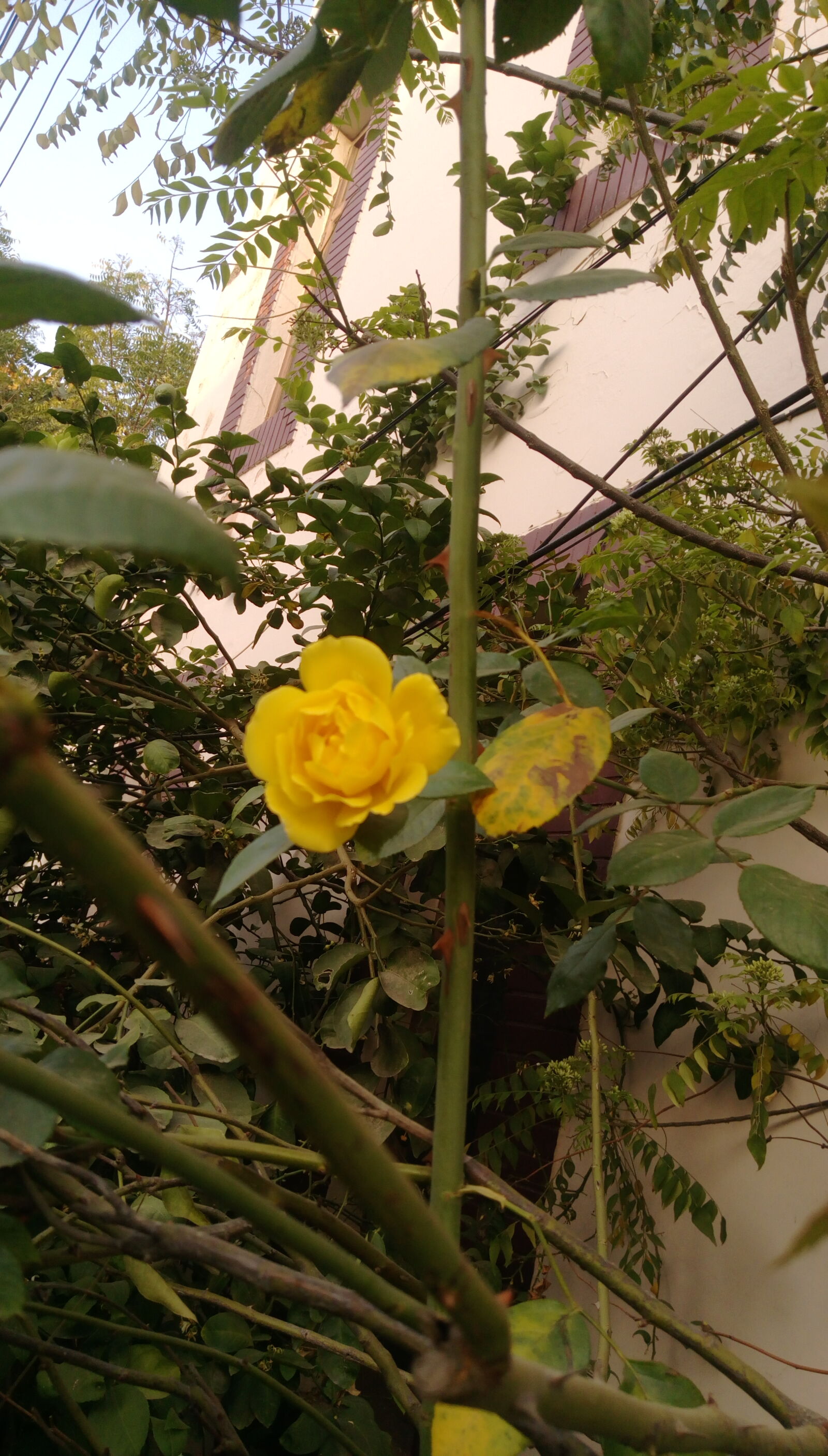 HTC DESIRE 828 DUAL SIM sample photo. Rose, yellow, flower photography