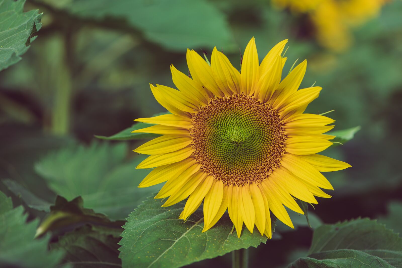 Nikon D750 sample photo. Sunflower, flower, plant photography