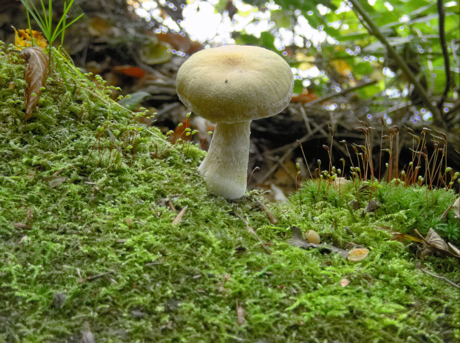 Olympus TG-5 sample photo. Mushroom, moss, white photography
