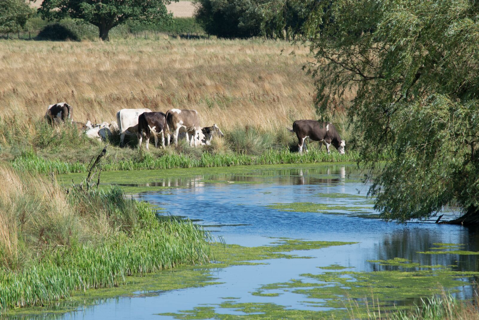 Nikon D3300 sample photo. Eyebrook, reservoir, cows photography