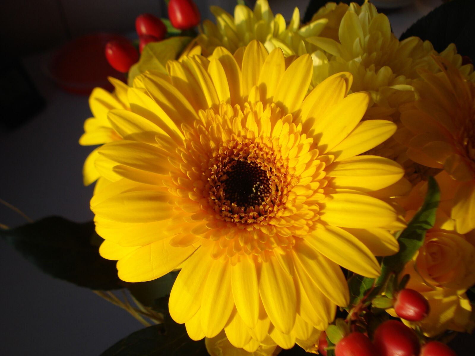 Sony DSC-W55 sample photo. Gerbera, flower, yellow flower photography