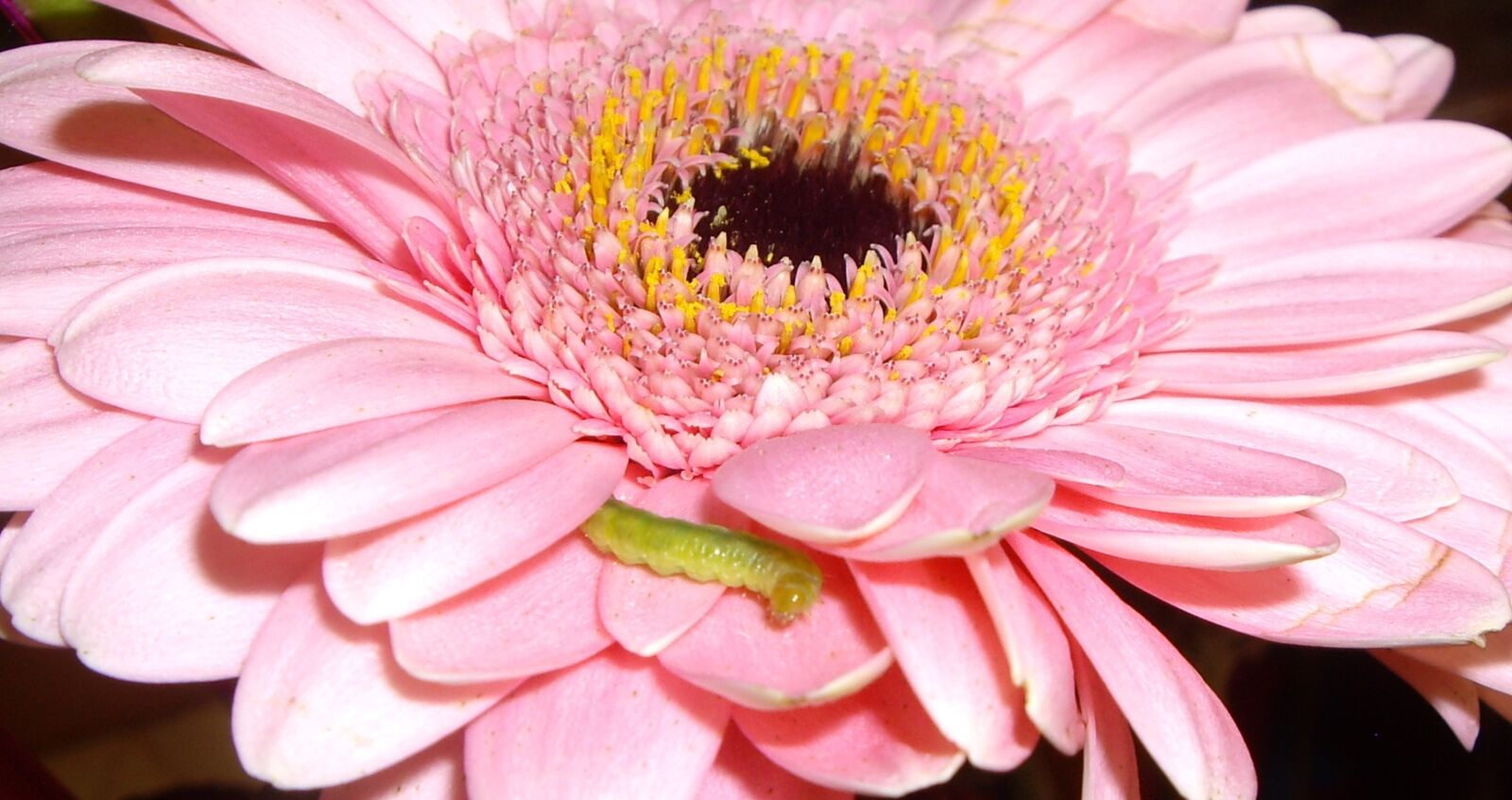 Pentax OPTIO S7 sample photo. Caterpillar, flower, pink photography