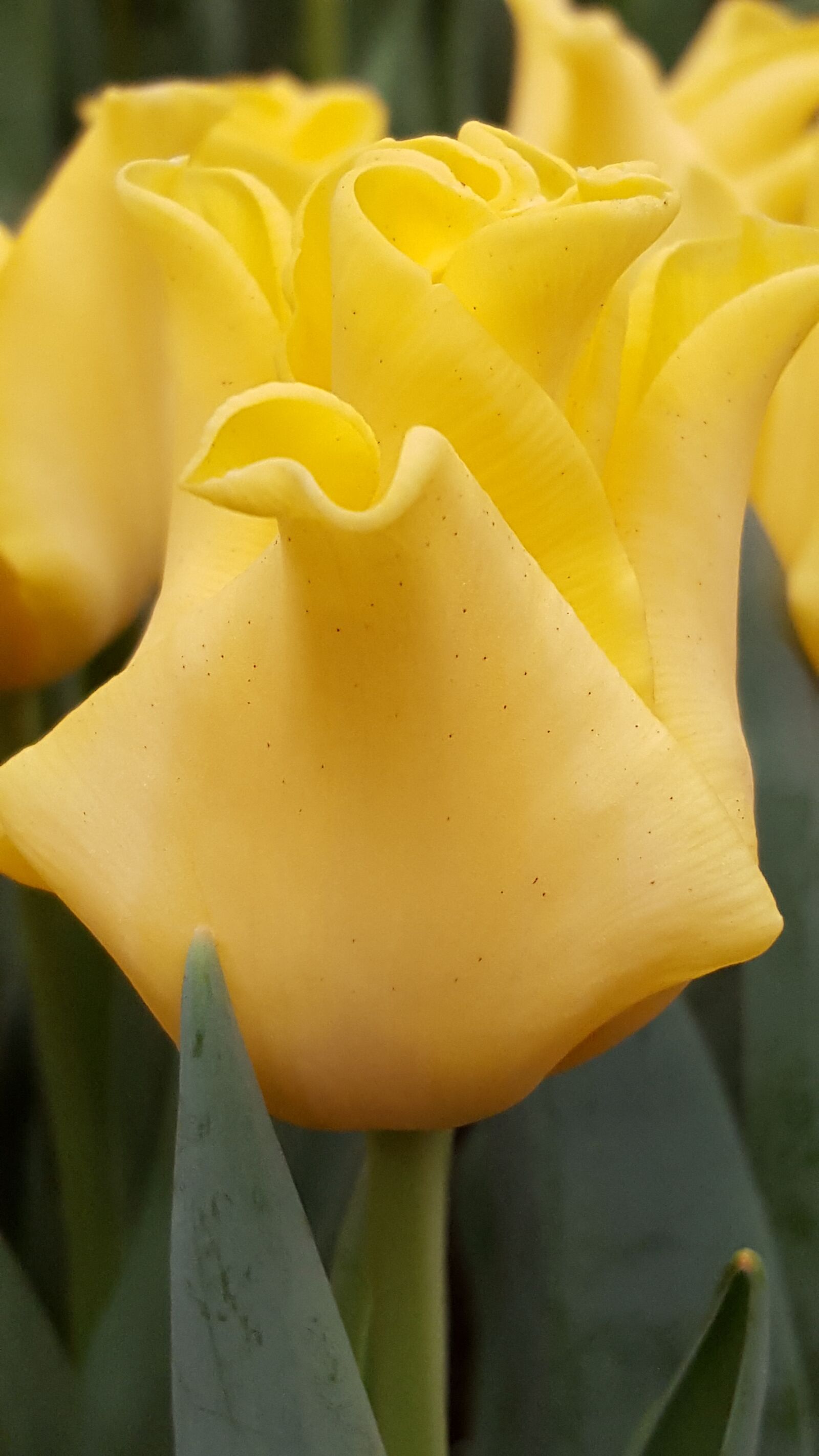 Samsung Galaxy S6 sample photo. Yellow, flower, tulip photography