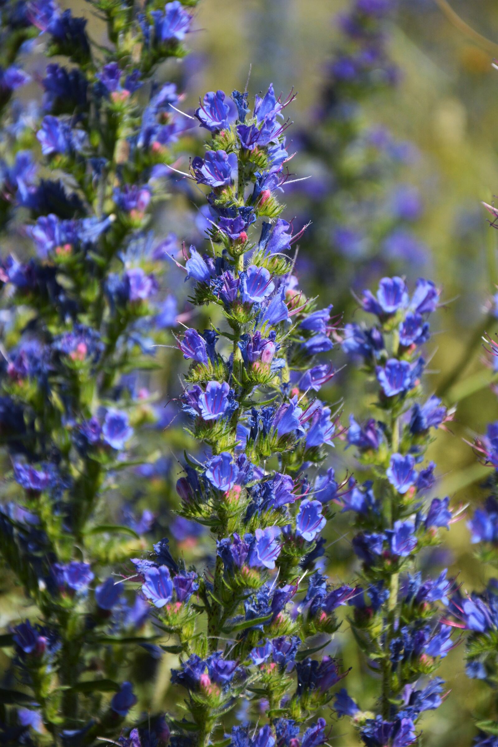 Nikon D7100 sample photo. Flower, nature, summer photography