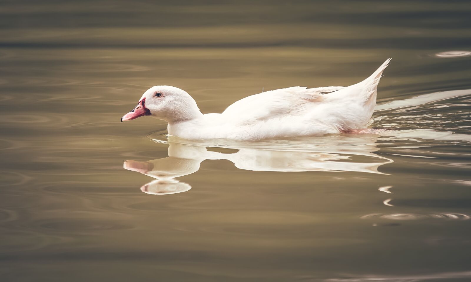 Tamron 70-210mm F4 Di VC USD sample photo. Oca, duck, chicks photography