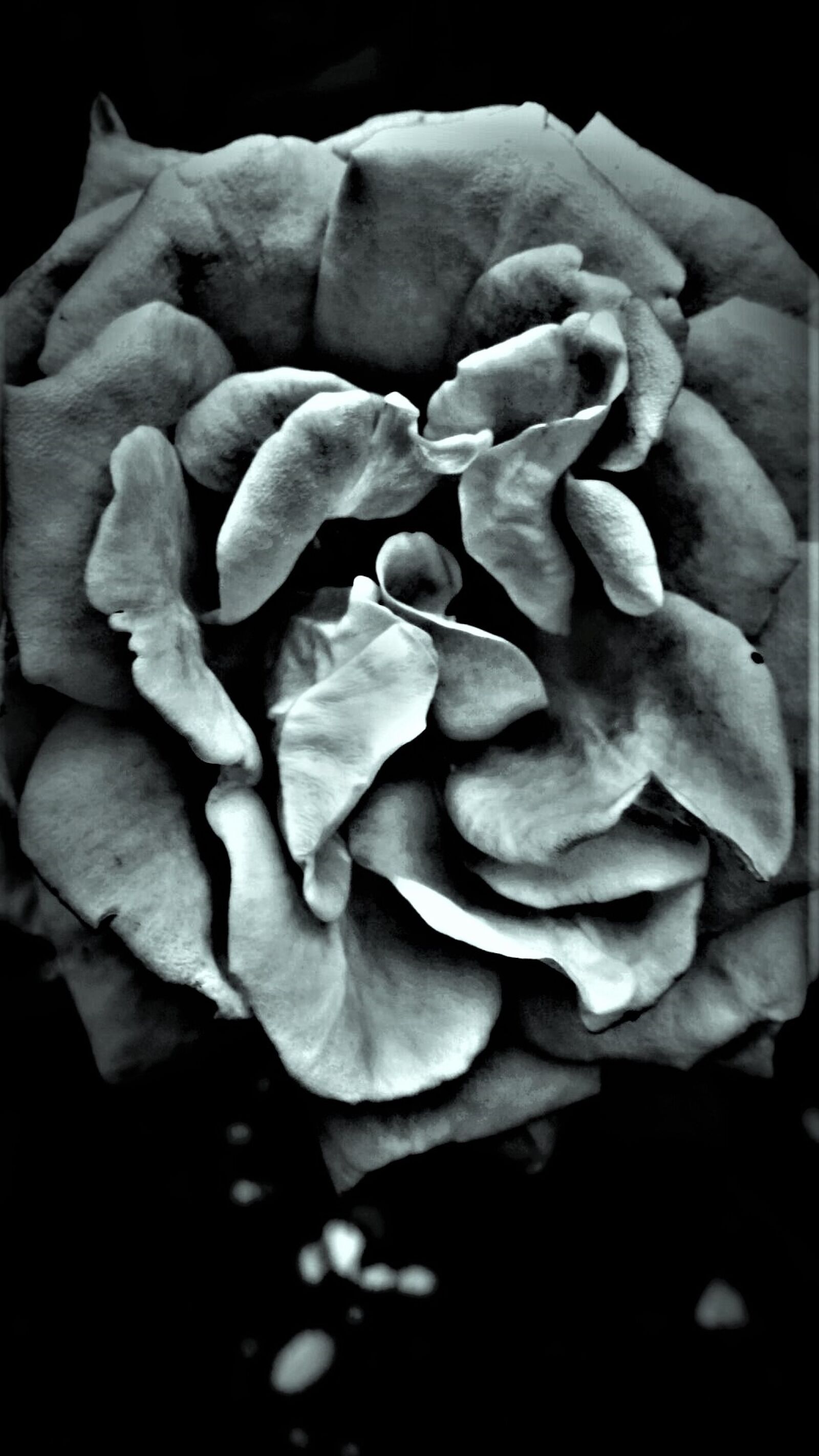 Samsung Galaxy S4 sample photo. Chrom, flower, garden, garden photography