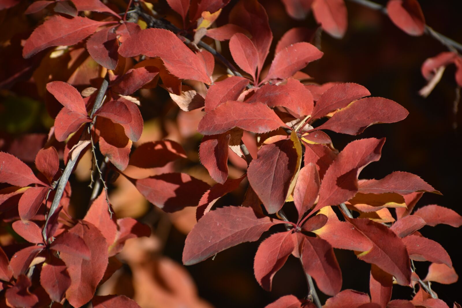 Nikon D3400 sample photo. Autumn, leaves, red photography