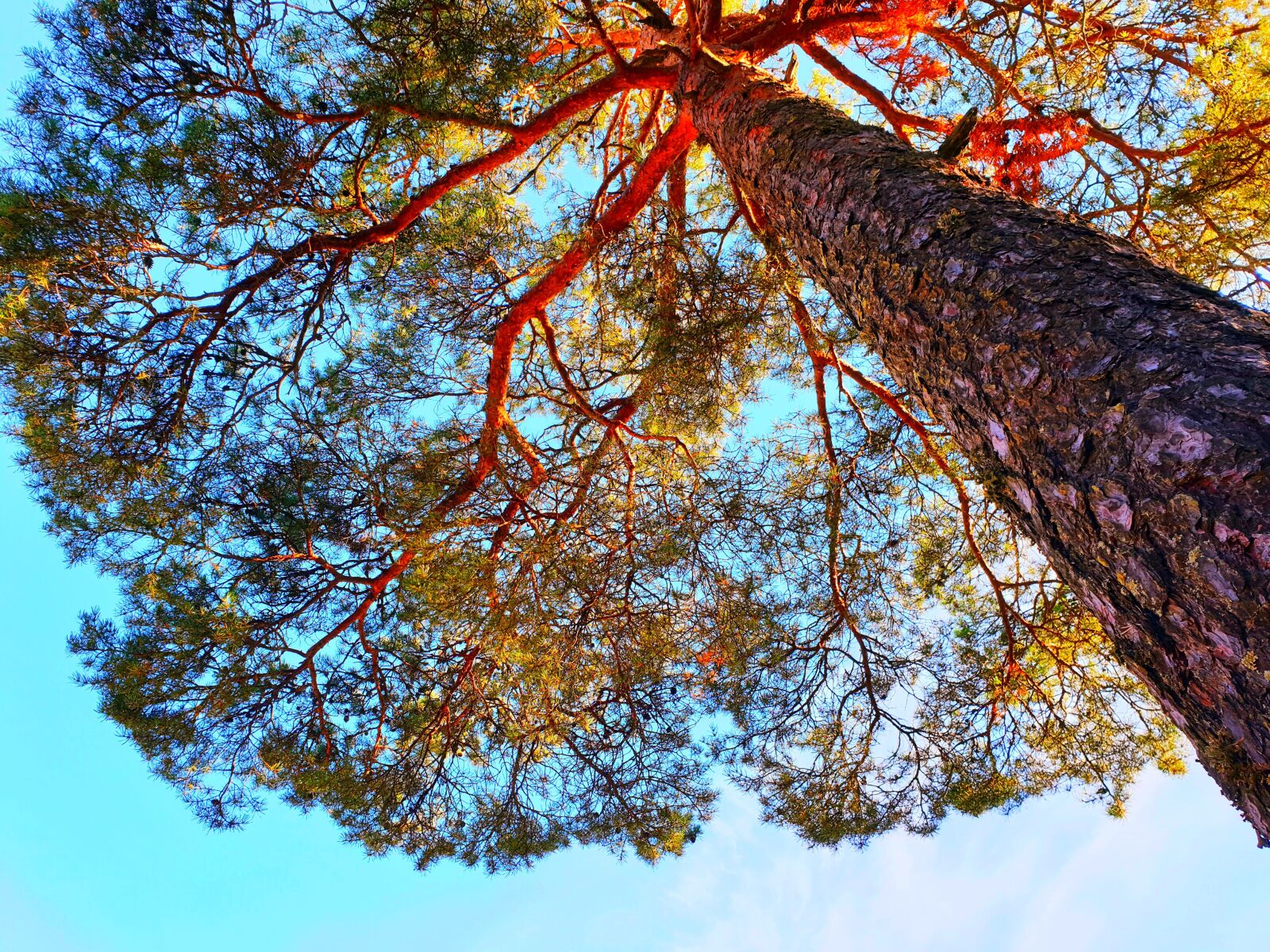 Samsung SM-G965F sample photo. дерево, небо, солнце photography