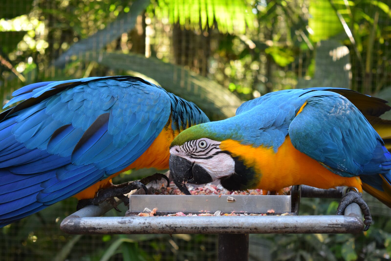 Nikon D3300 sample photo. Parrot, bird, animals photography