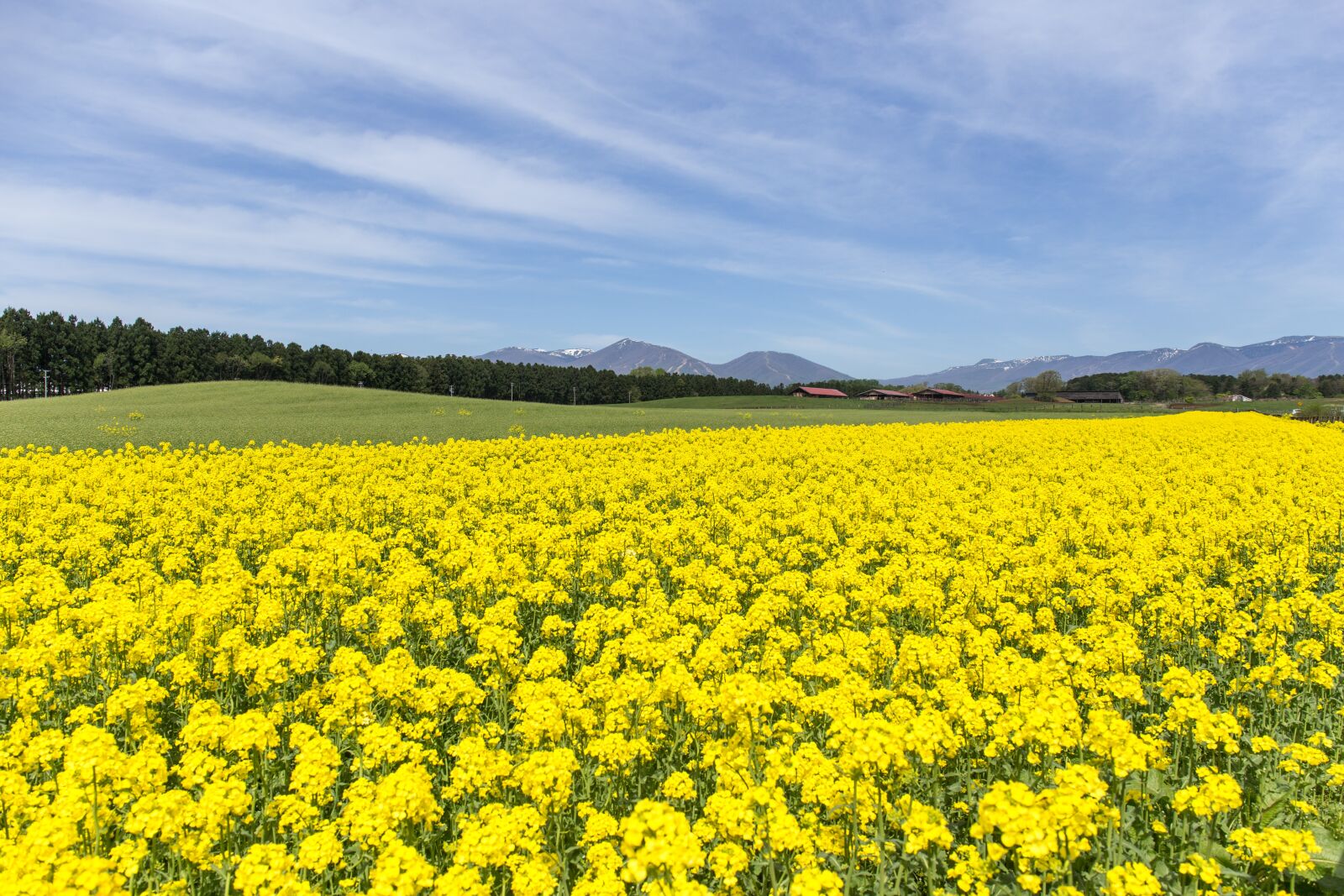 Canon EF 24-70mm F4L IS USM sample photo. Rape blossoms, flowers, spring photography