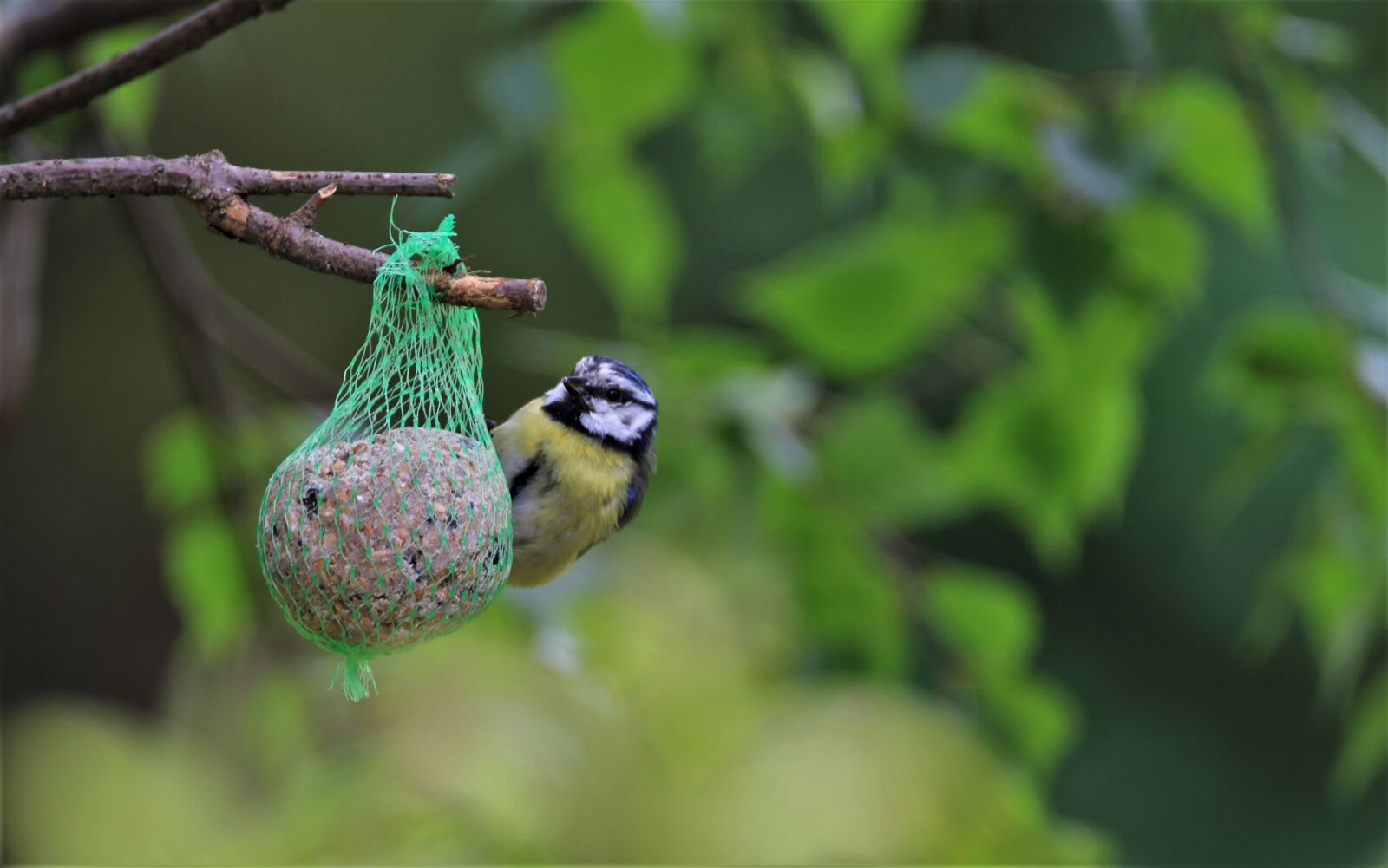 Tamron SP 150-600mm F5-6.3 Di VC USD sample photo. Blue tit, tit, songbird photography