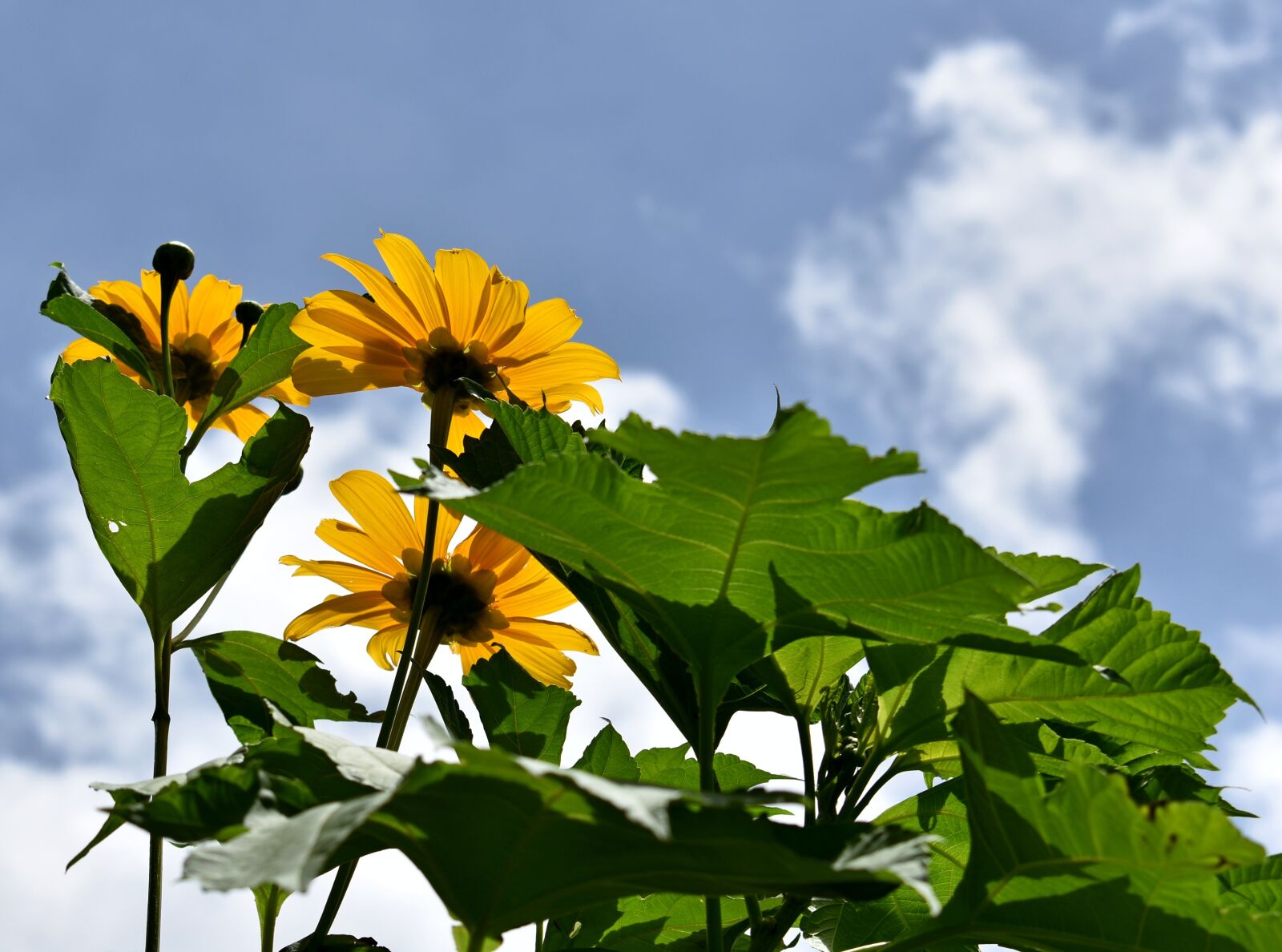 Nikon D3400 sample photo. Sunflower, nature, flower photography
