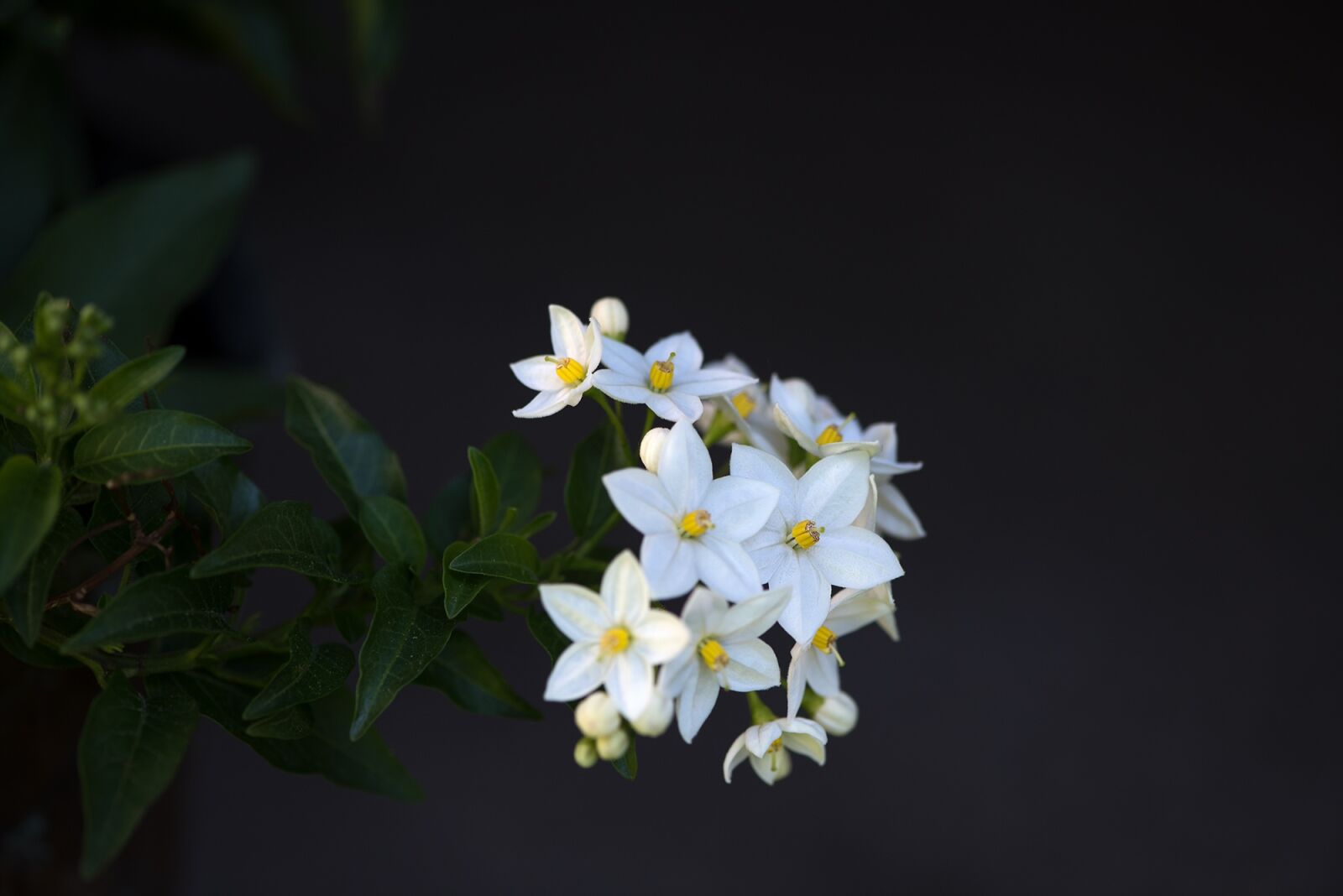 Nikon D750 sample photo. Plant, flowers, white photography