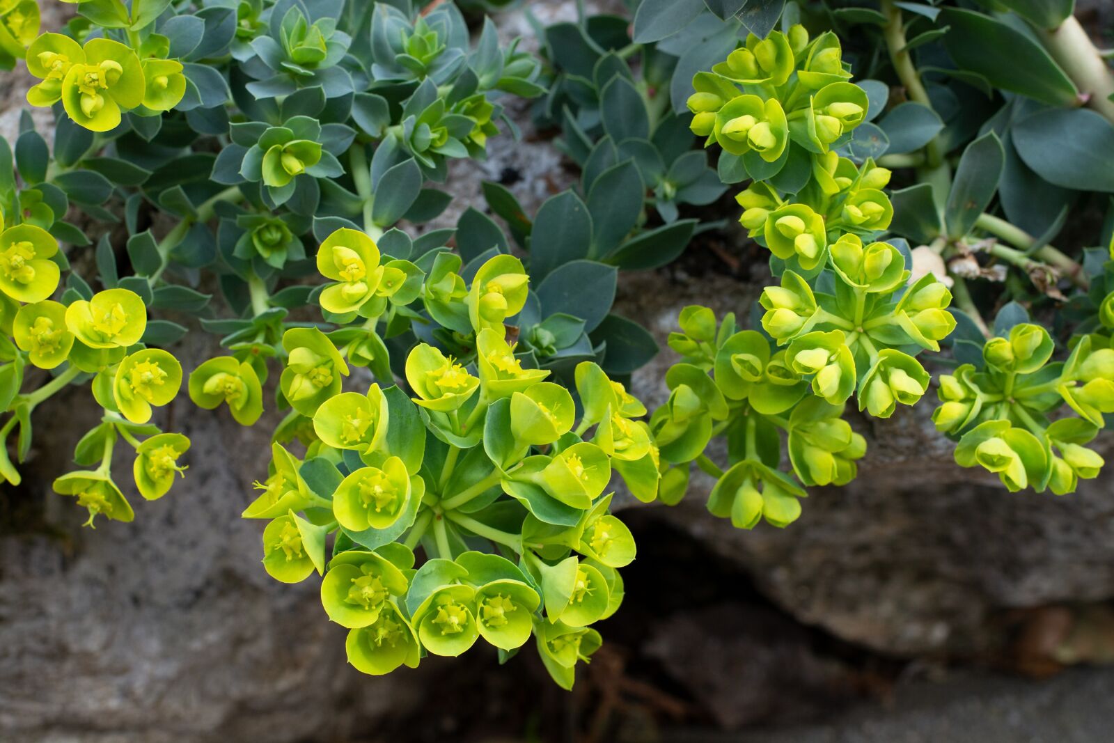 Nikon D7100 sample photo. Plant, green, yellow photography