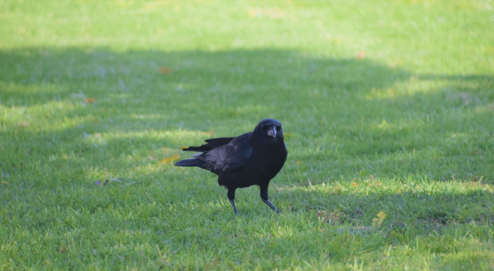 Nikon D3300 sample photo. Crow, bird, wildlife photography
