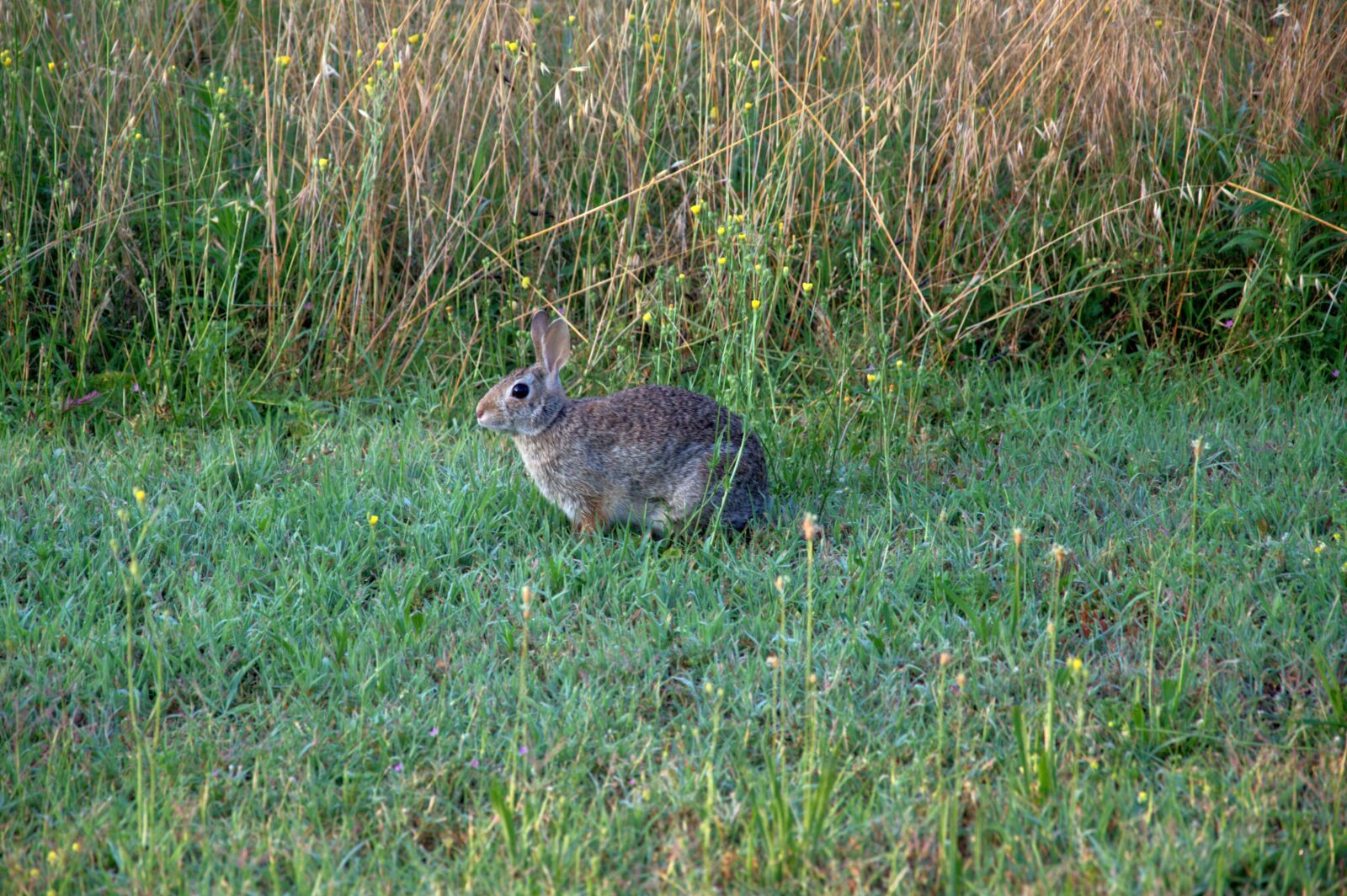 Nikon D3200 sample photo. Hare, nature, wild photography