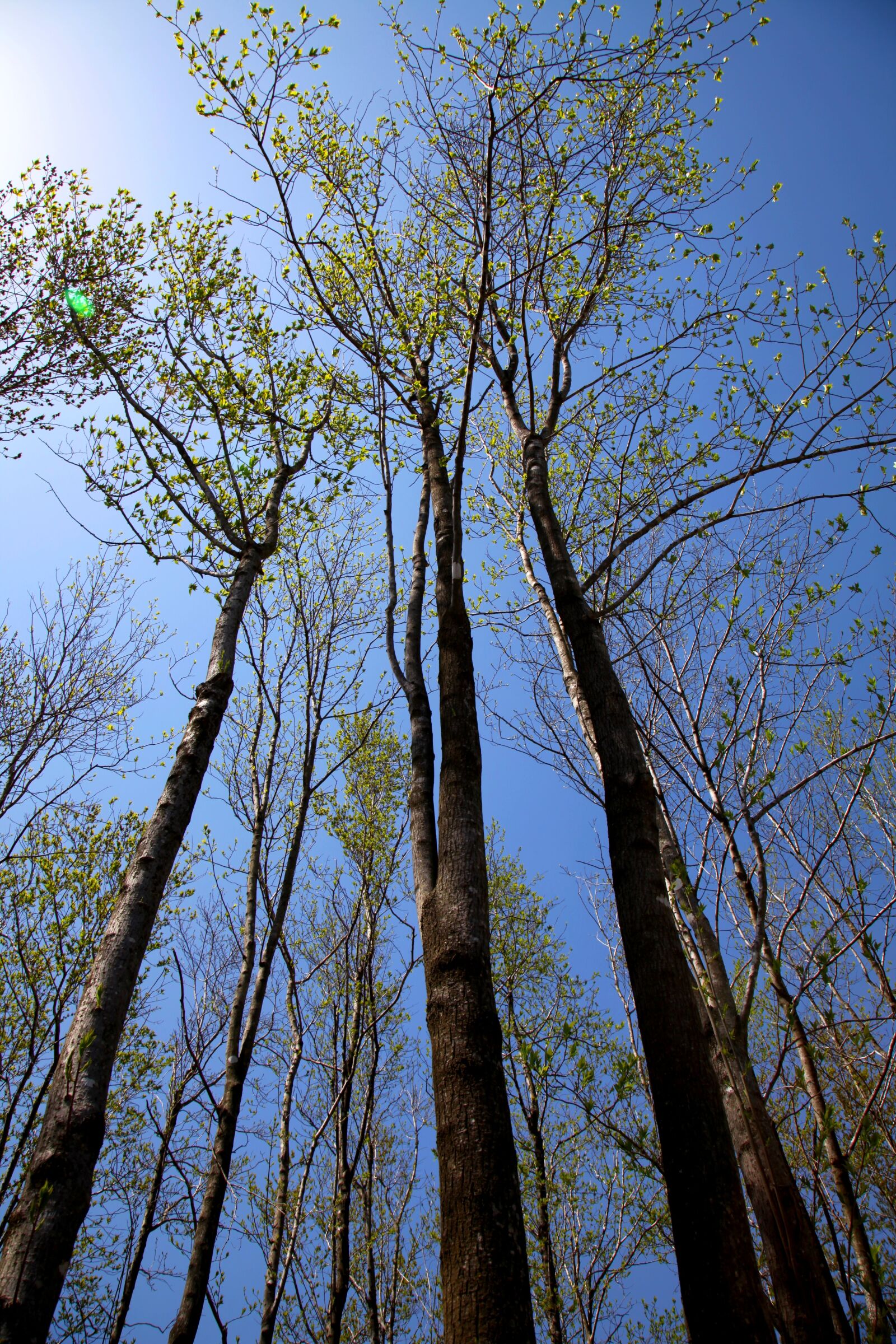Canon EOS 5D Mark II sample photo. Wood, sky, forest photography
