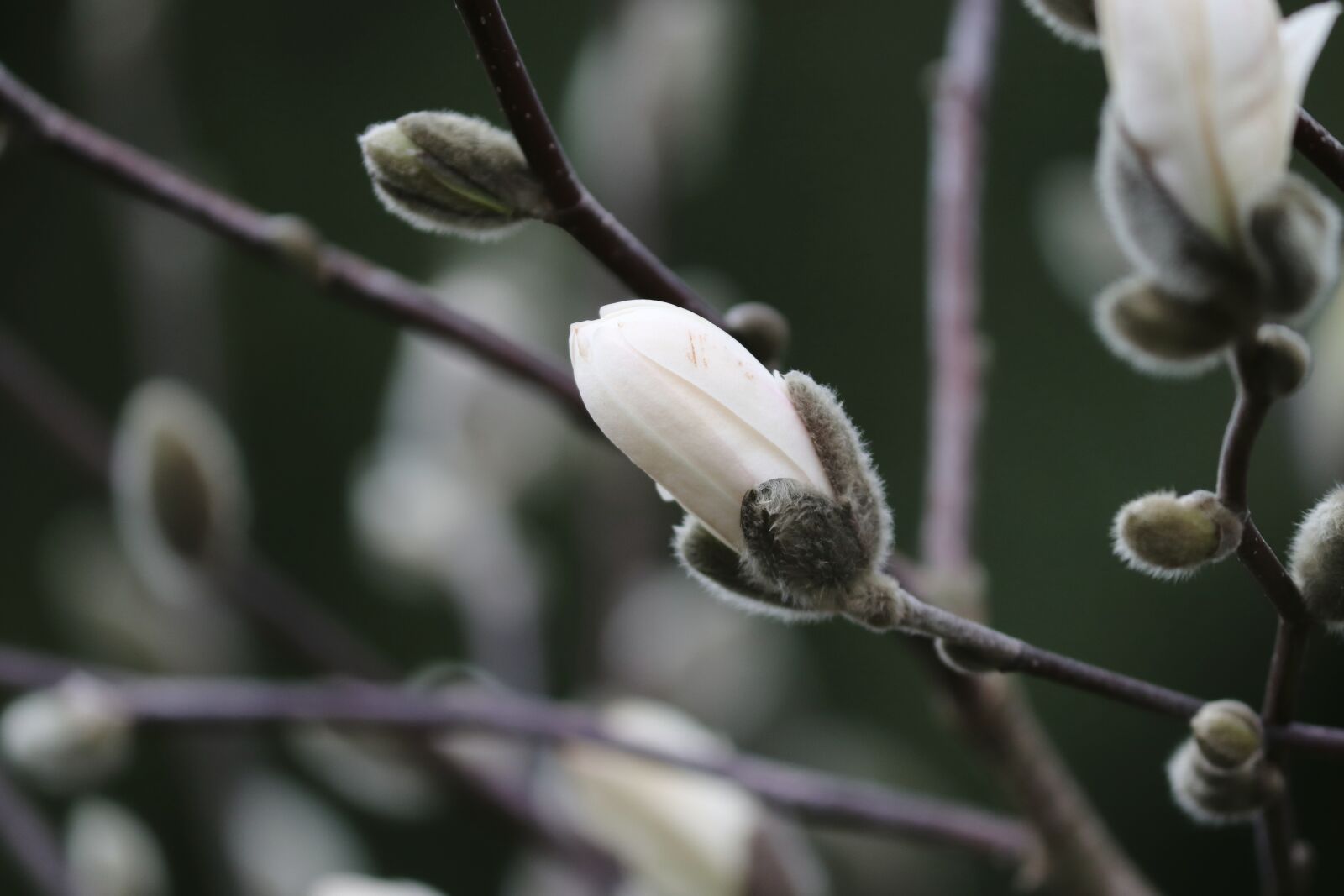 Canon EOS 200D (EOS Rebel SL2 / EOS Kiss X9) sample photo. Magnolia, bud, spring photography