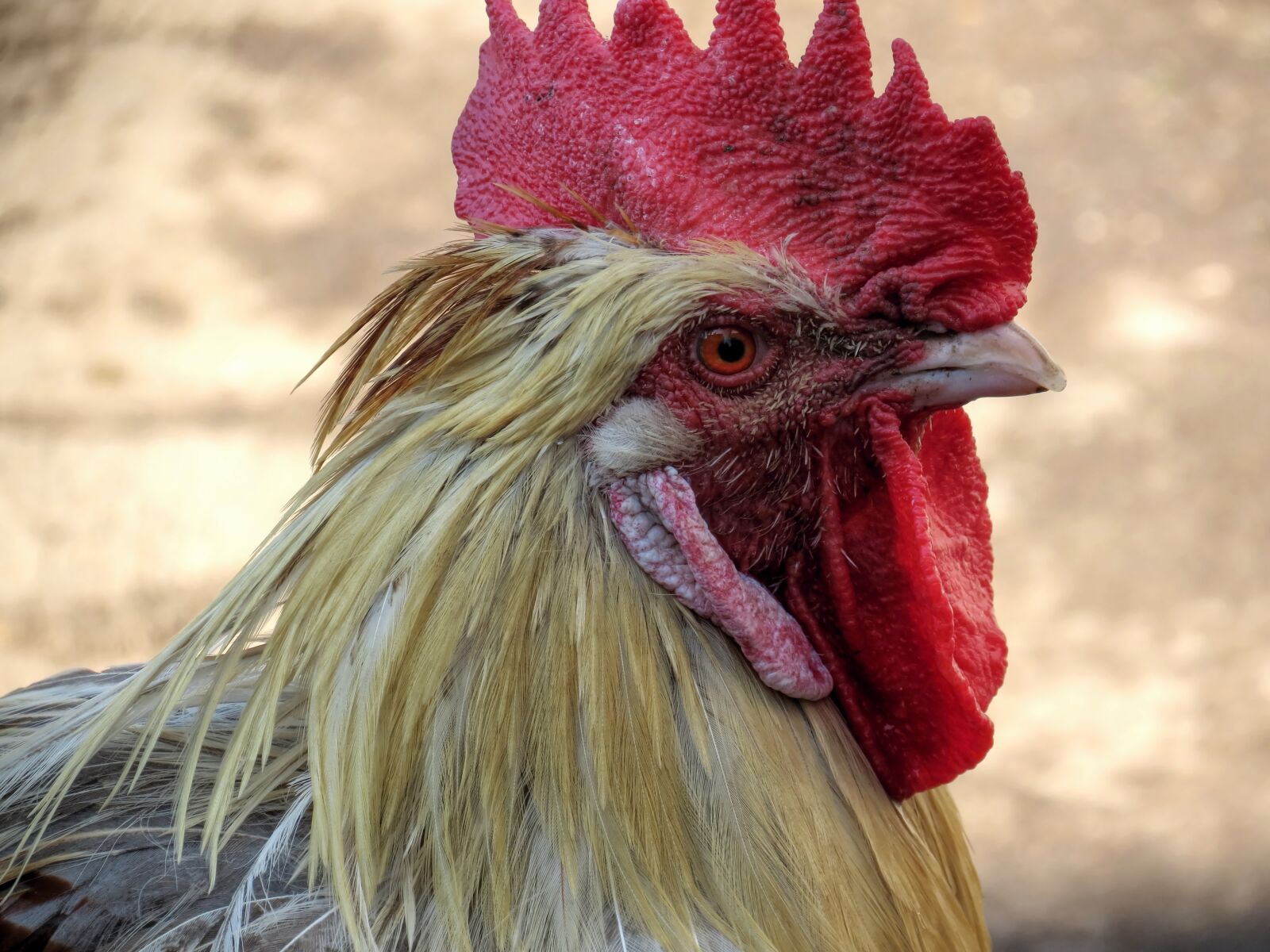 Canon PowerShot SX40 HS sample photo. Hahn, poultry, gockel photography