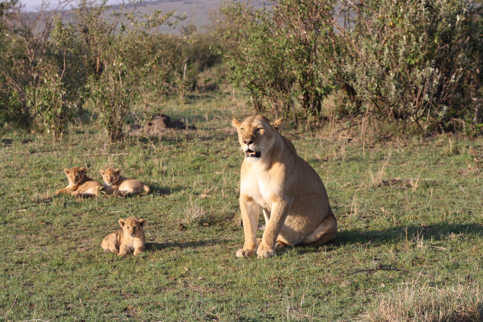 Canon EOS 1000D (EOS Digital Rebel XS / EOS Kiss F) sample photo. Lion, family, africa photography