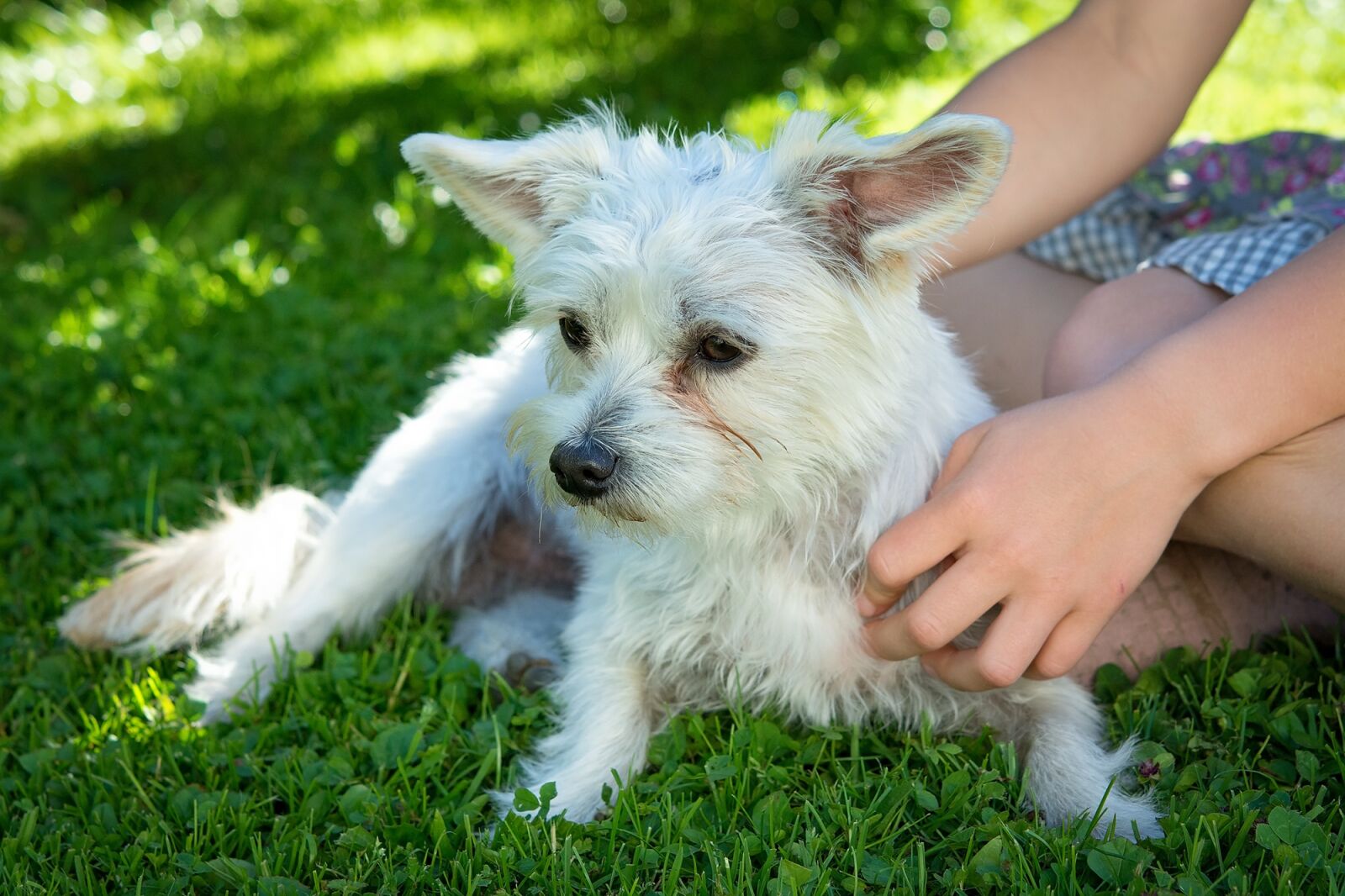 Nikon D7100 sample photo. Dog, pet, white photography