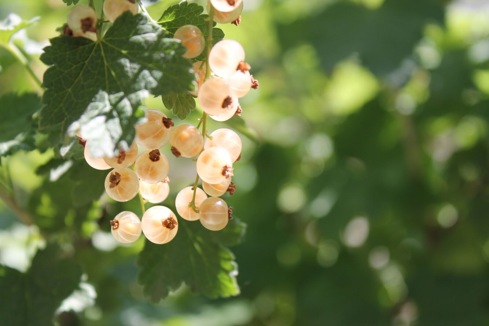 Canon EOS 1100D (EOS Rebel T3 / EOS Kiss X50) sample photo. Currant, yellow, yellow currants photography