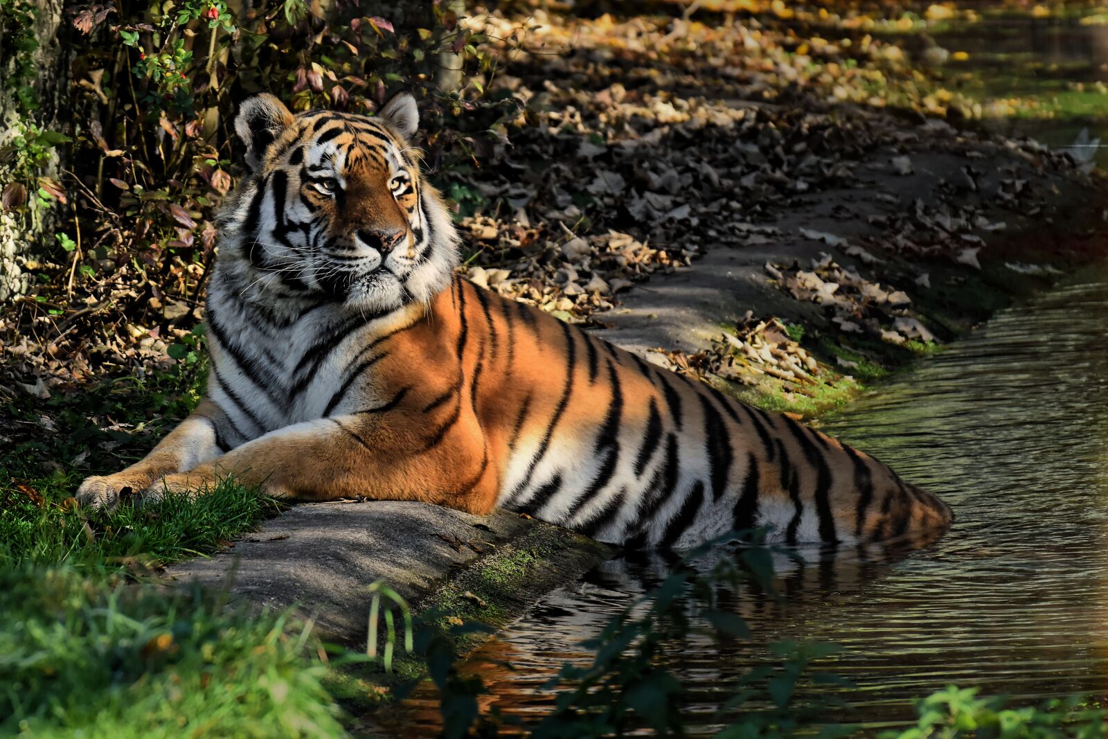 Nikon D7200 sample photo. Tiger, predator, fur photography
