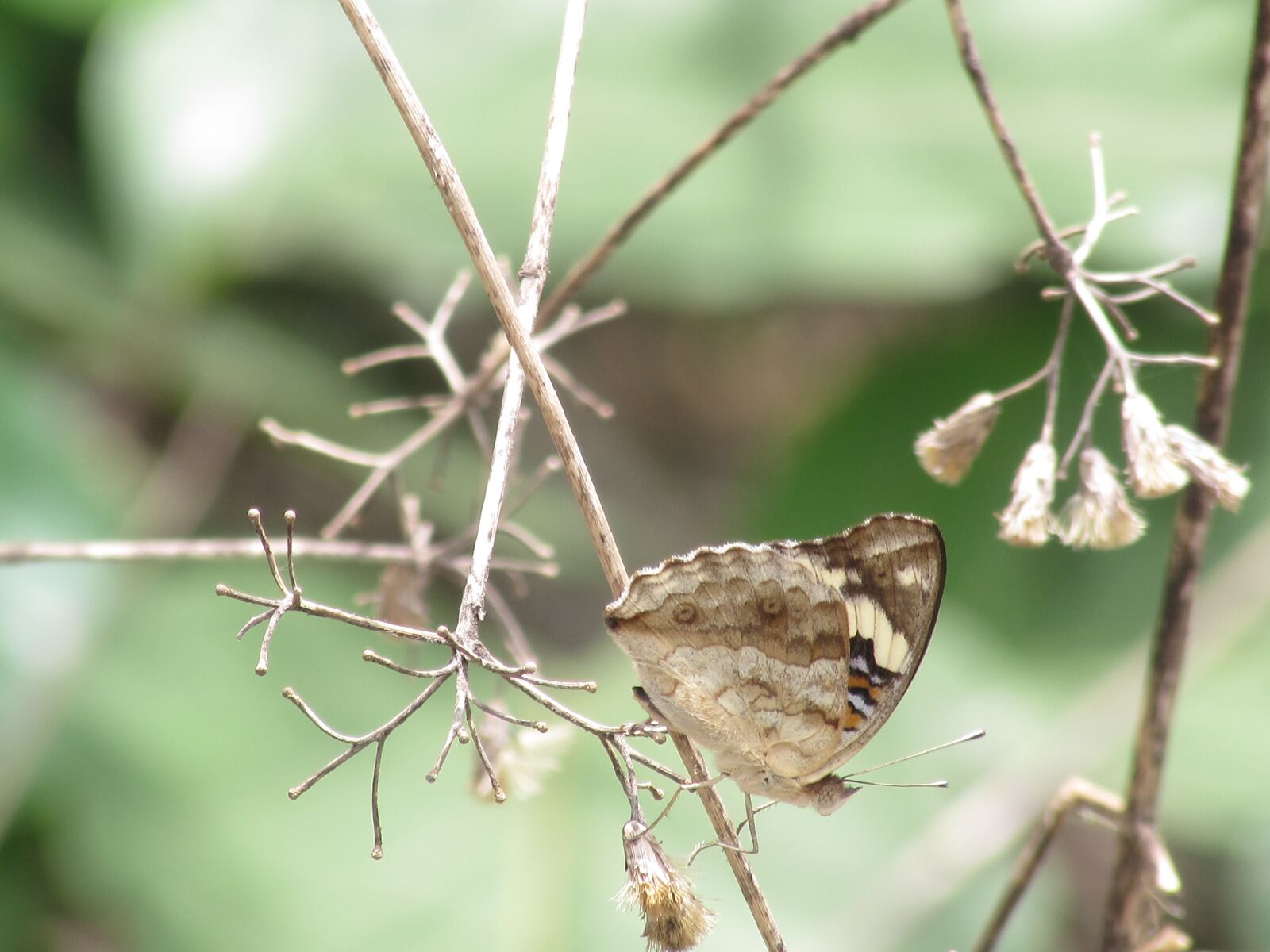 Canon PowerShot SX510 HS sample photo. Butterfly, beautiful, wild photography