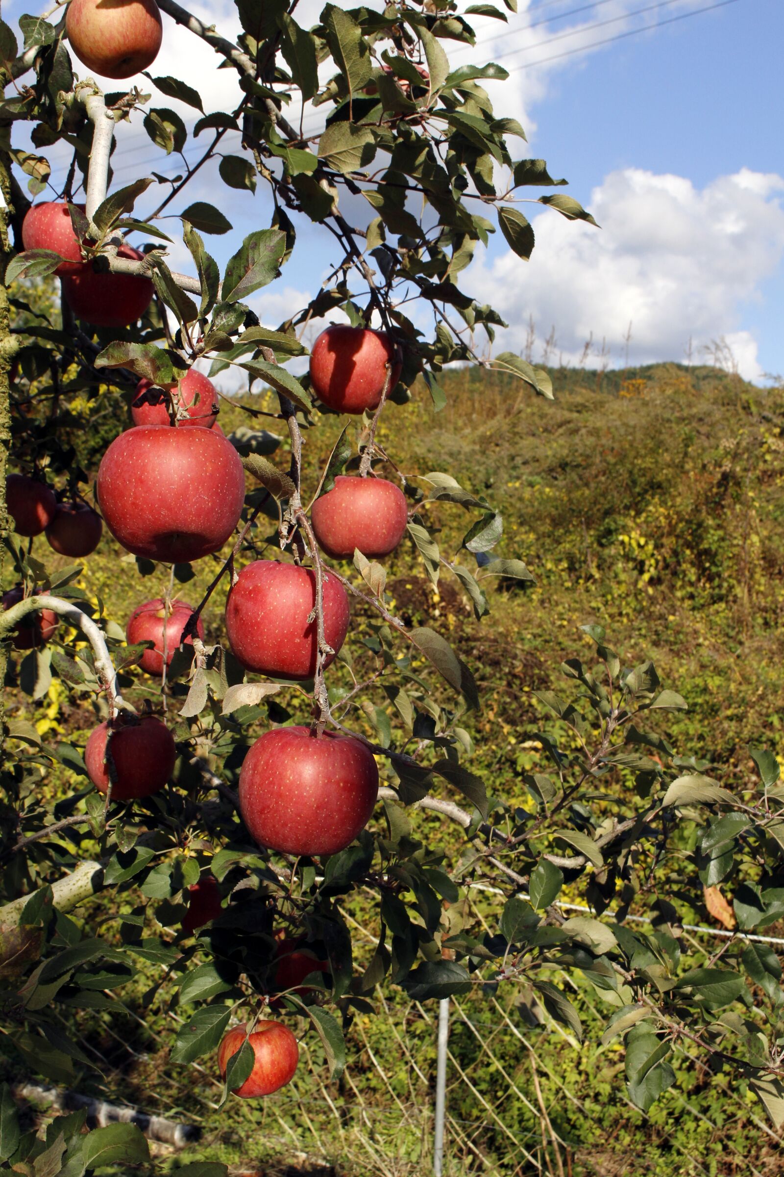 Canon EOS 100D (EOS Rebel SL1 / EOS Kiss X7) sample photo. Apple, fruit, the farm photography