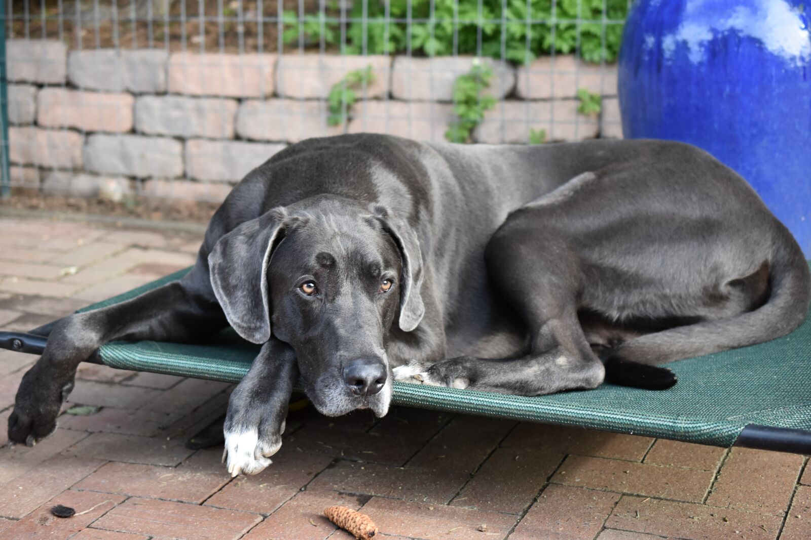Nikon D3400 sample photo. Great dane, dog, summer photography