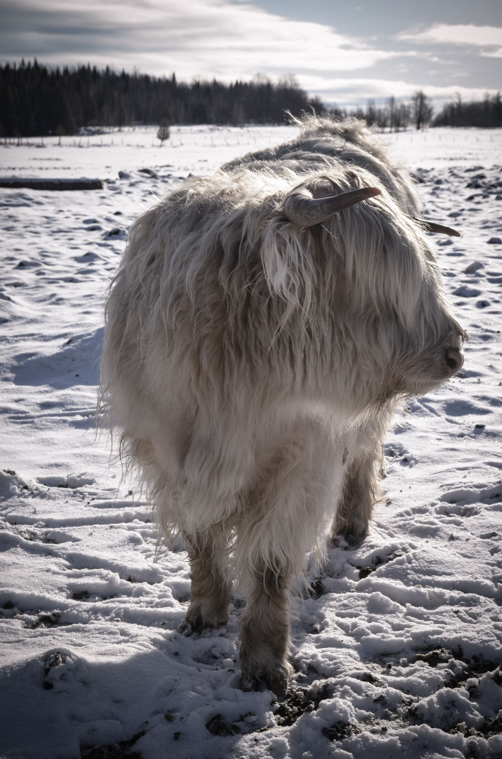 Nikon D5100 sample photo. Cow, animals, iron photography