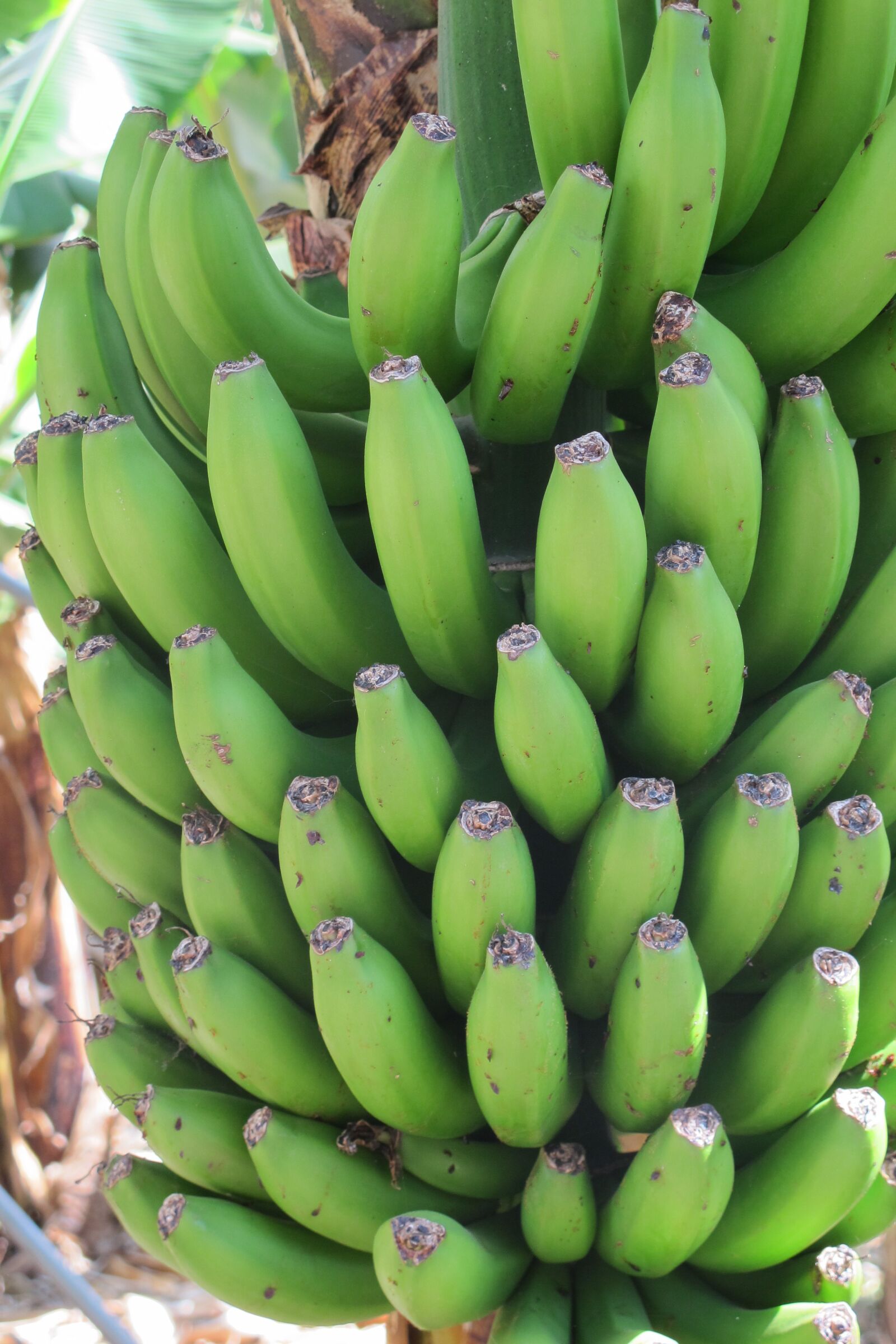 Canon PowerShot G12 sample photo. Bananas, green, fruits photography