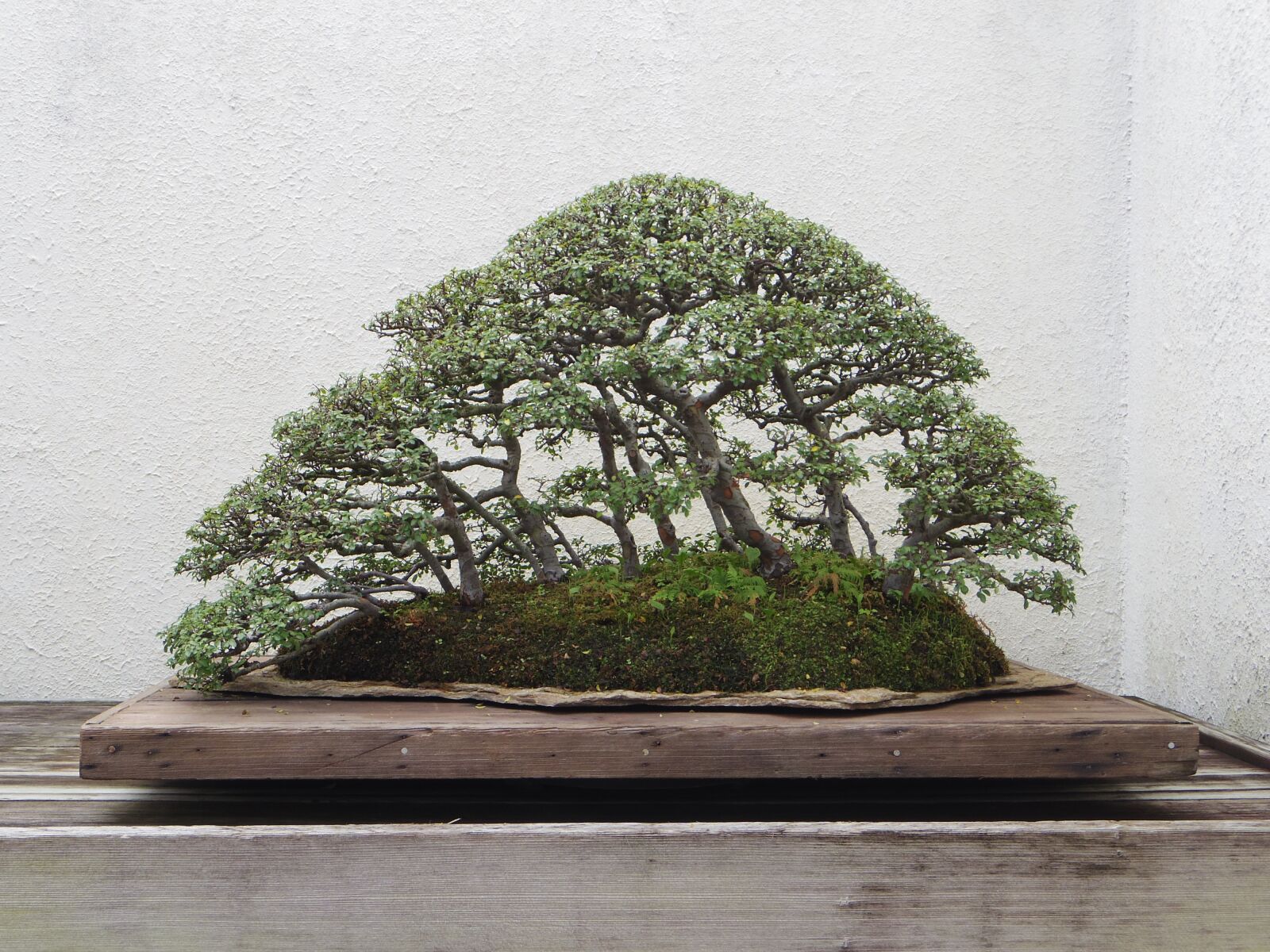 Pentax Q10 sample photo. Bonsai, tree, nature photography