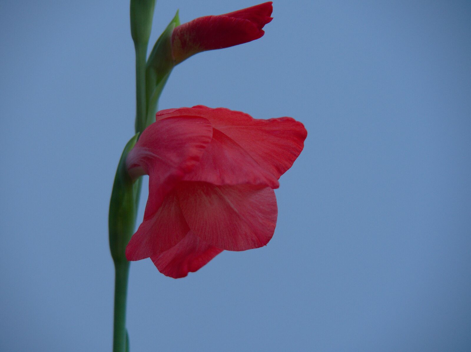 Olympus OM-D E-M10 II sample photo. Flower, mauritius, garden photography
