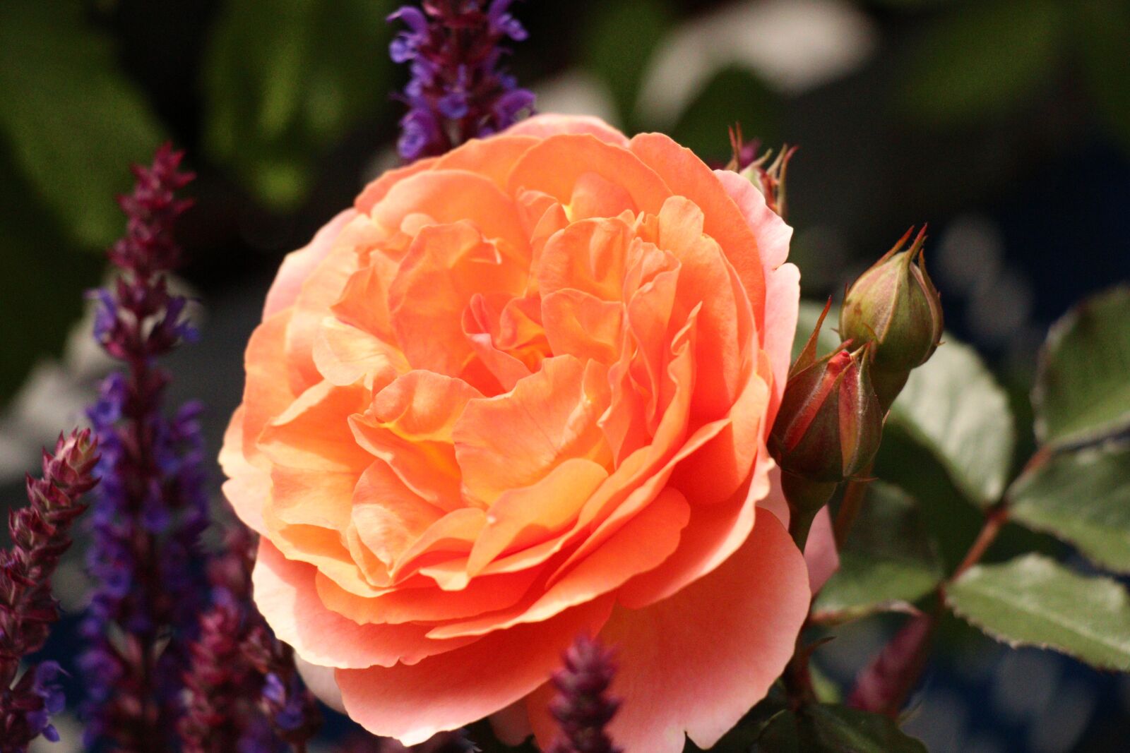 Canon EOS 80D sample photo. Rose, orange, tender photography