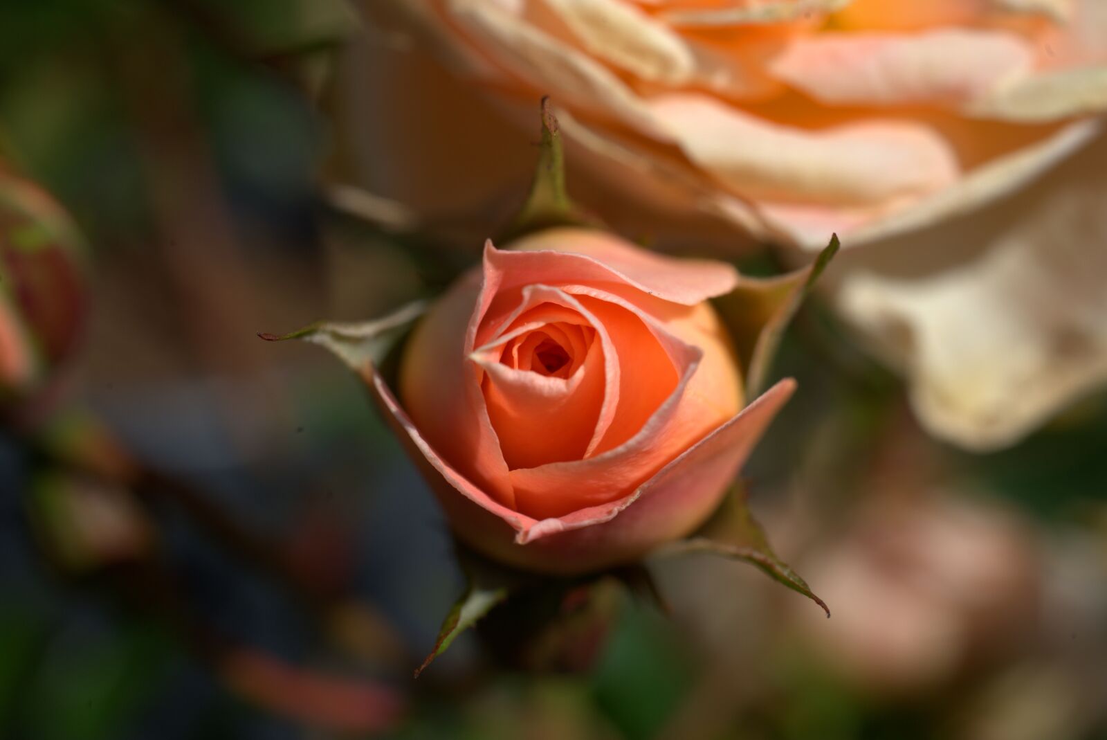 Sony FE 50mm F2.8 Macro sample photo. Rose, flower, blossom photography