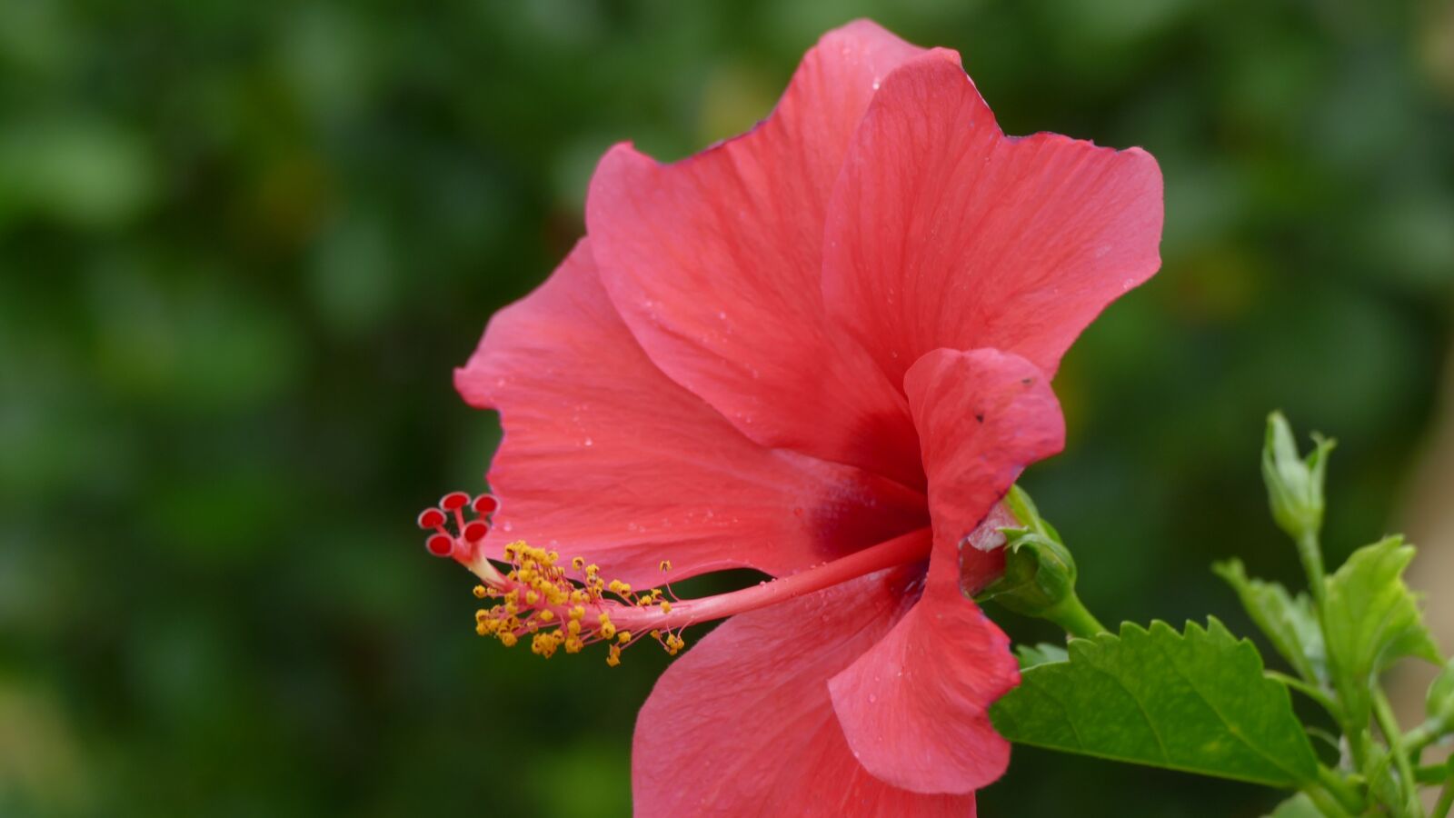 Panasonic Lumix DMC-FZ1000 sample photo. Hibiscus, flower, vi t photography