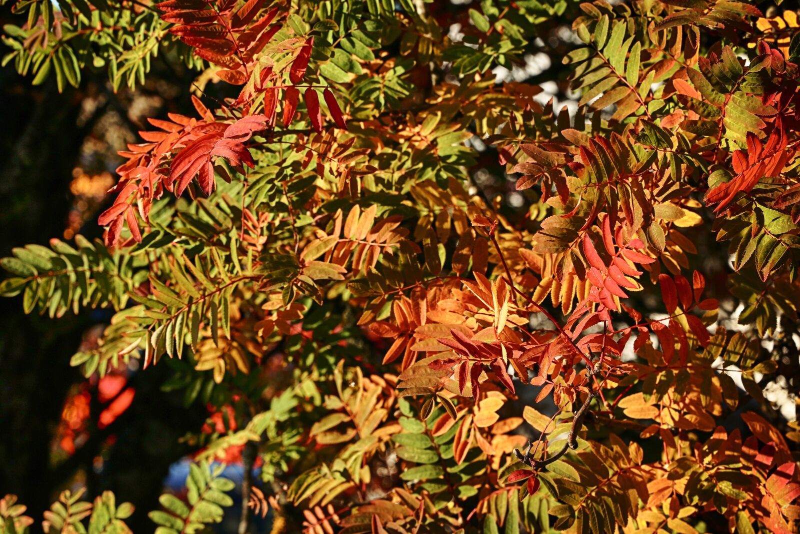 Canon EOS 7D Mark II sample photo. Leaves, autumn, fall photography