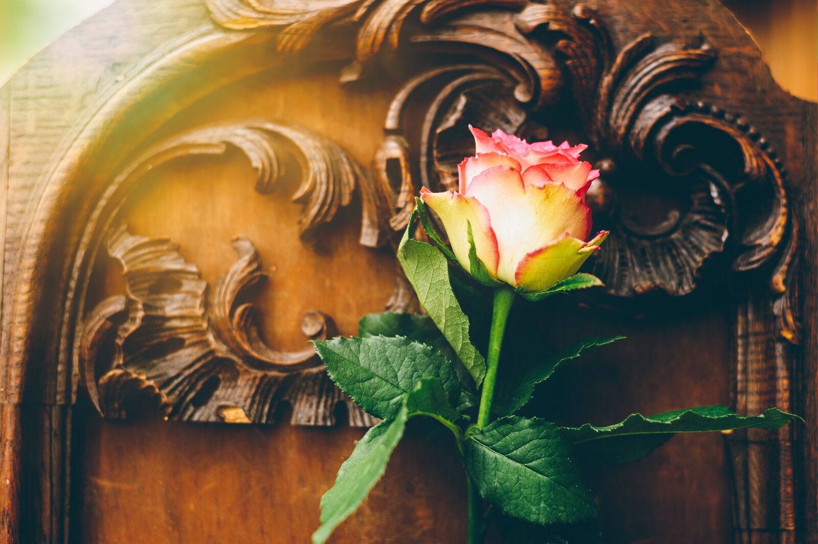 Nikon Z6 sample photo. Rose, flower, blossom photography