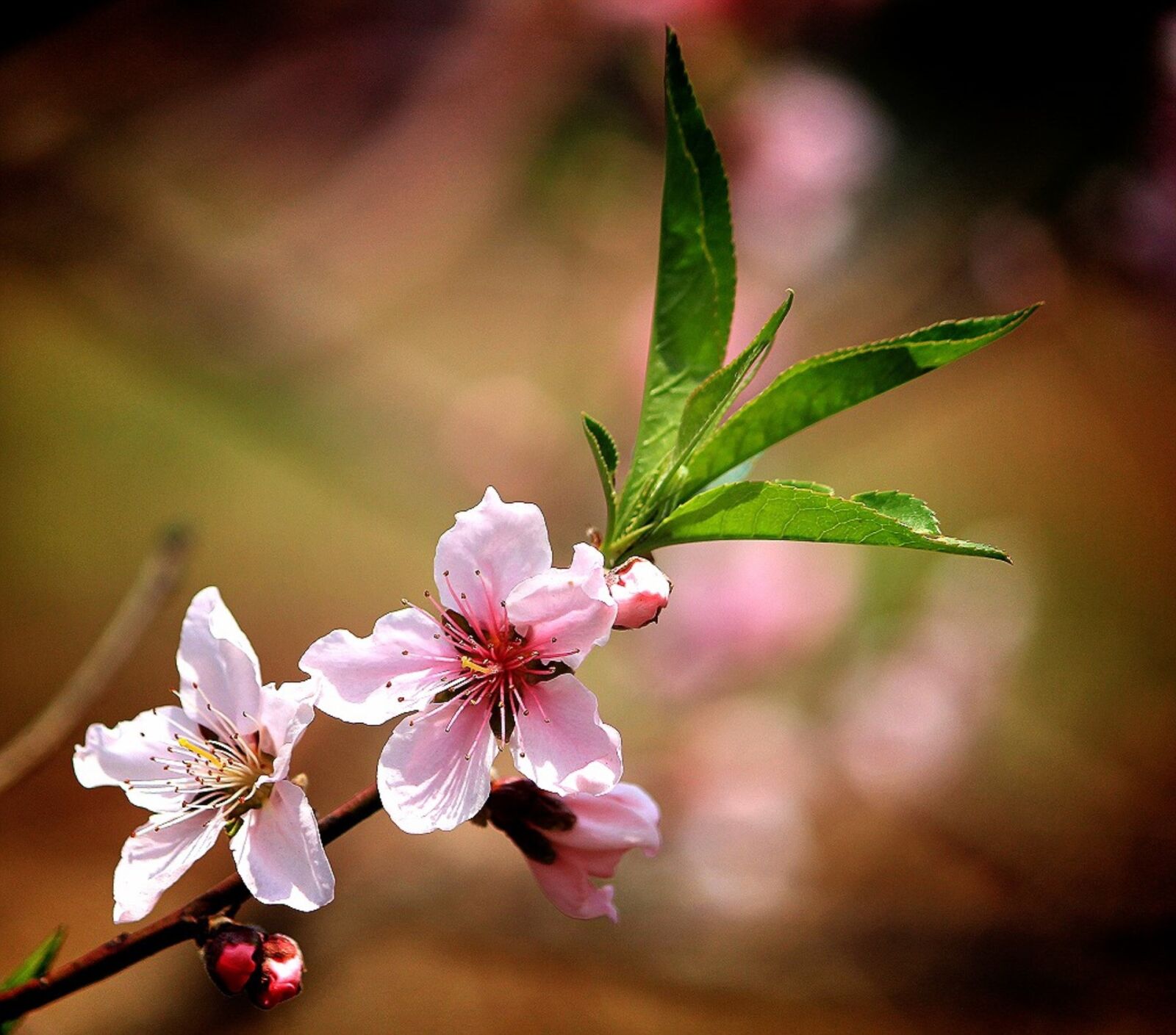 Canon EOS 60D sample photo. Peach, fruit trees, flowers photography
