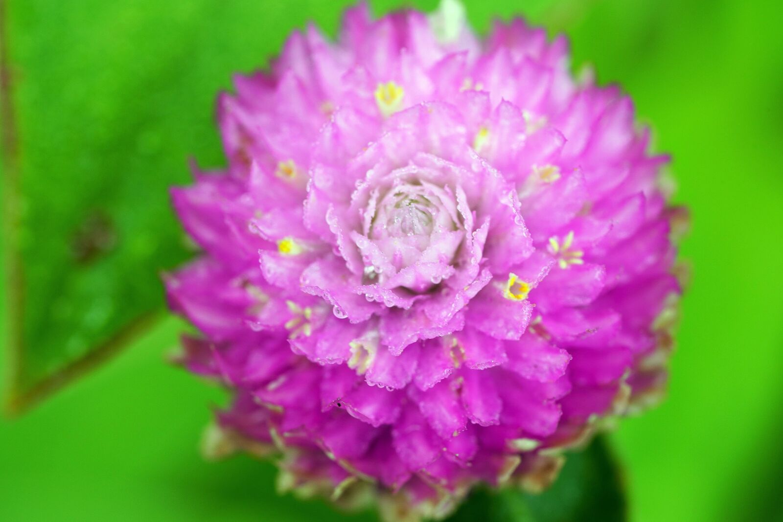 Sony a7R III + Sony FE 90mm F2.8 Macro G OSS sample photo. Wildflower, wild, flower photography